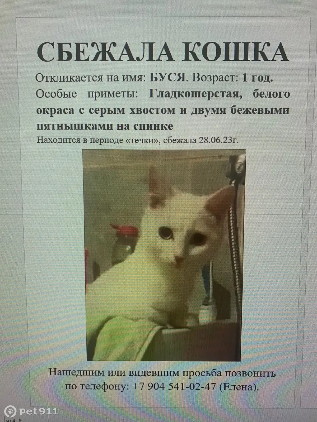 Пропала кошка Буся, ул. Электриков, 23, Екатеринбург | Pet911.ru