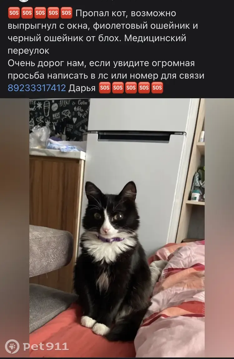 Пропала кошка! Ищу своего любимчика! Медицинский переулок, 20. | Pet911.ru