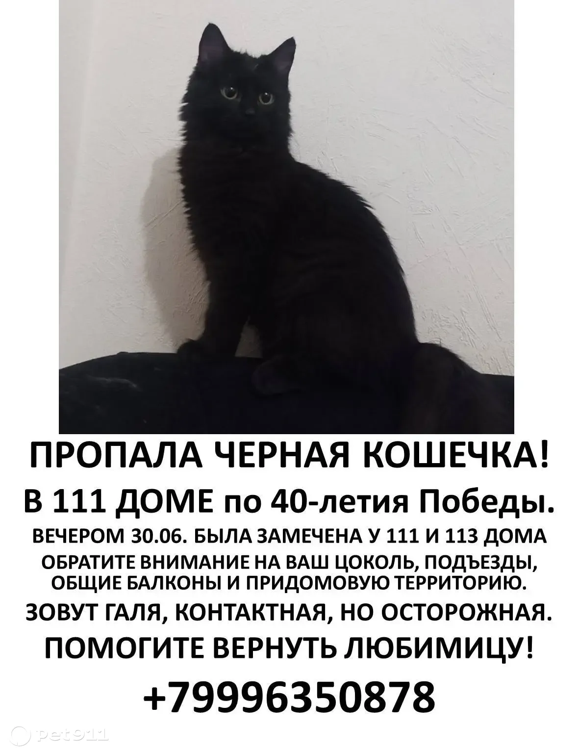 Пропала черная кошка, ул. 40 лет Победы, 109, Краснодар | Pet911.ru