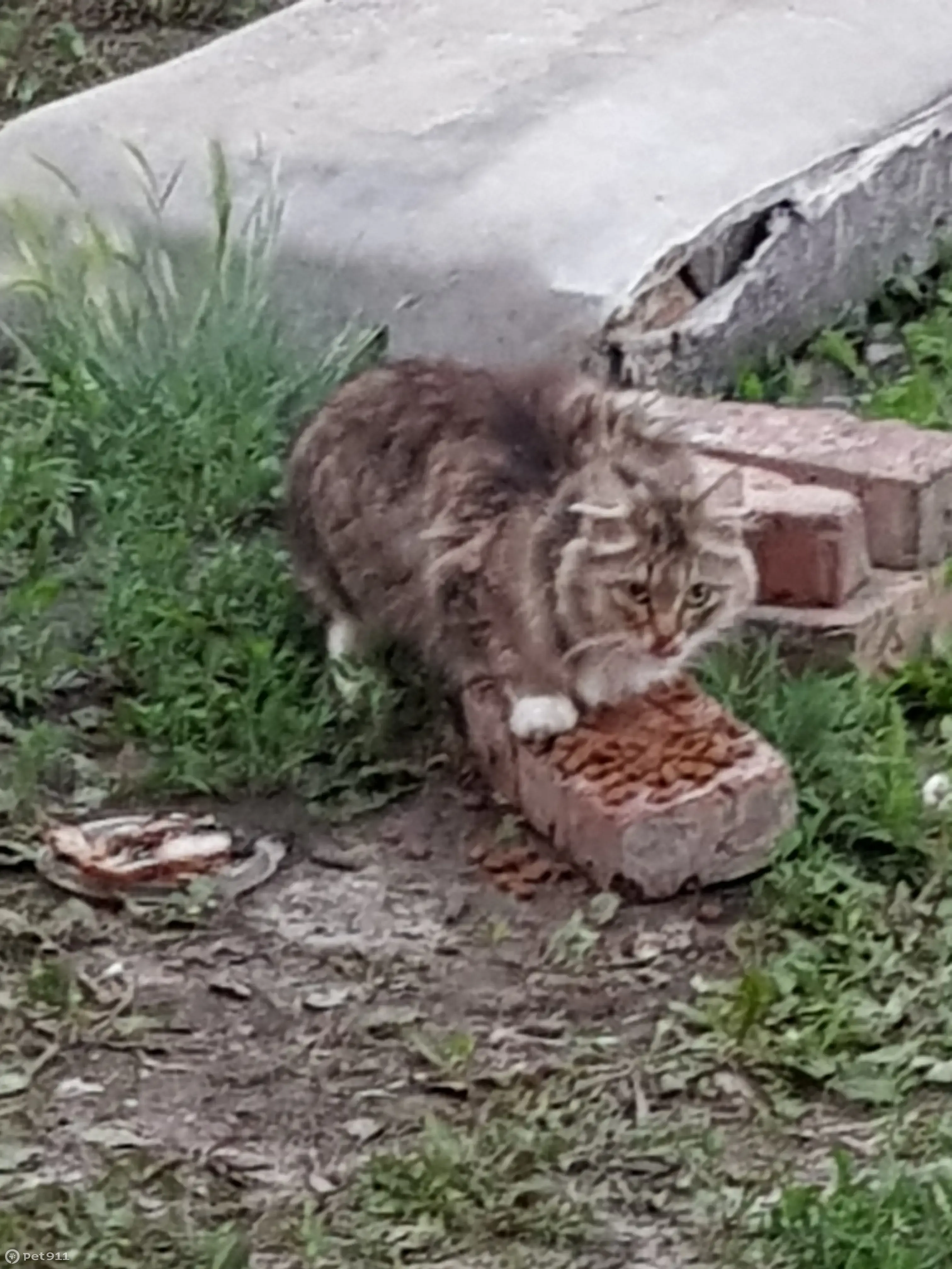 Пугливый кот найден в Ребровке, т.89131419147 | Pet911.ru