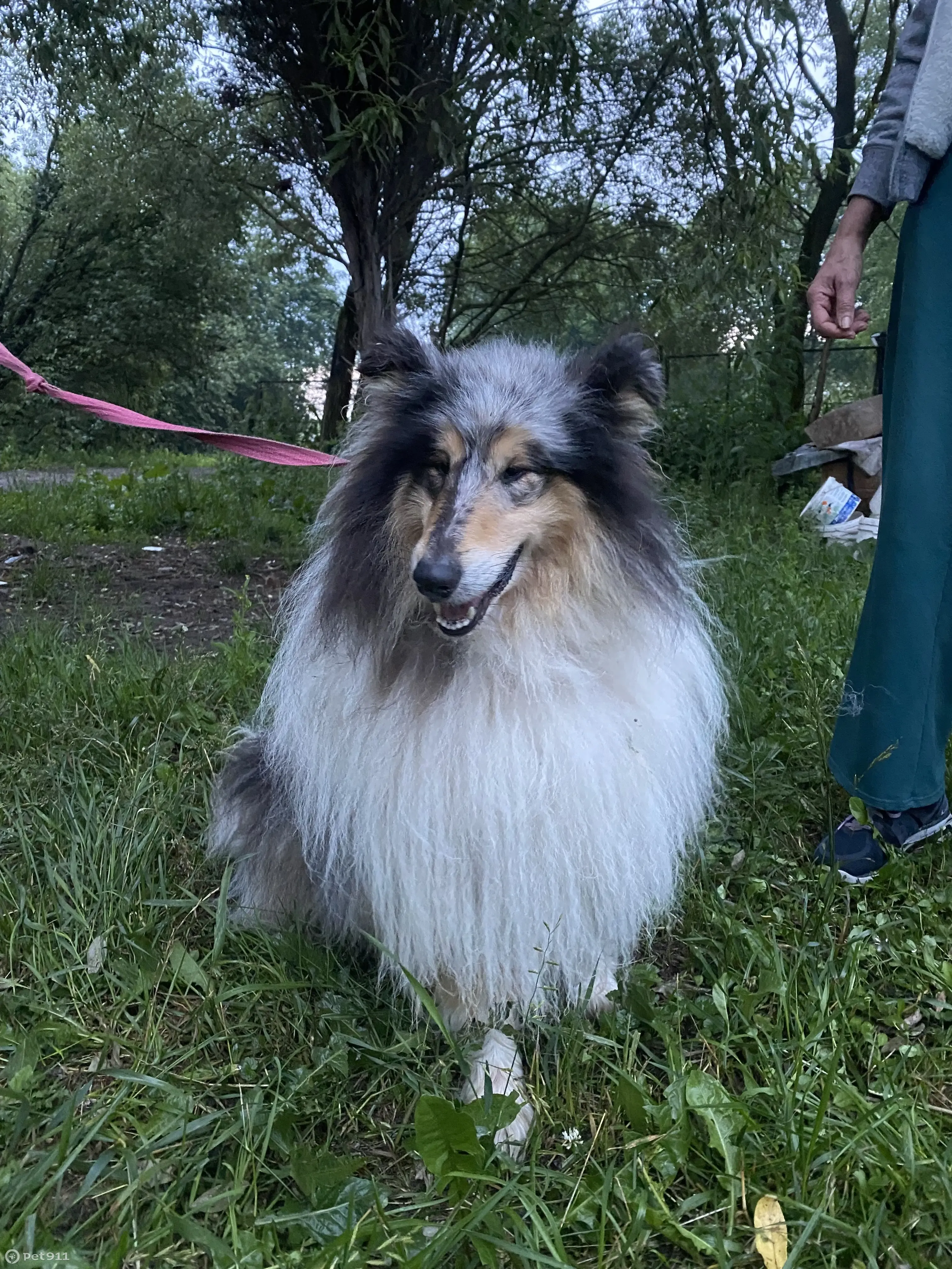 Найдена собака Колли в Чеховском районе, Московская область | Pet911.ru