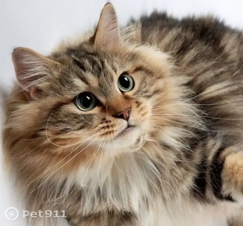 Пропала кошка: сибирский кот, 5 лет, 13-й переулок, Лесной | Pet911.ru