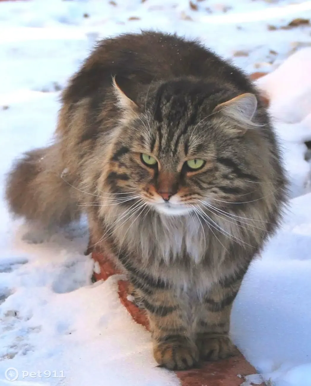 Пропала кошка: сибирский кот, 5 лет, 13-й переулок, Лесной | Pet911.ru