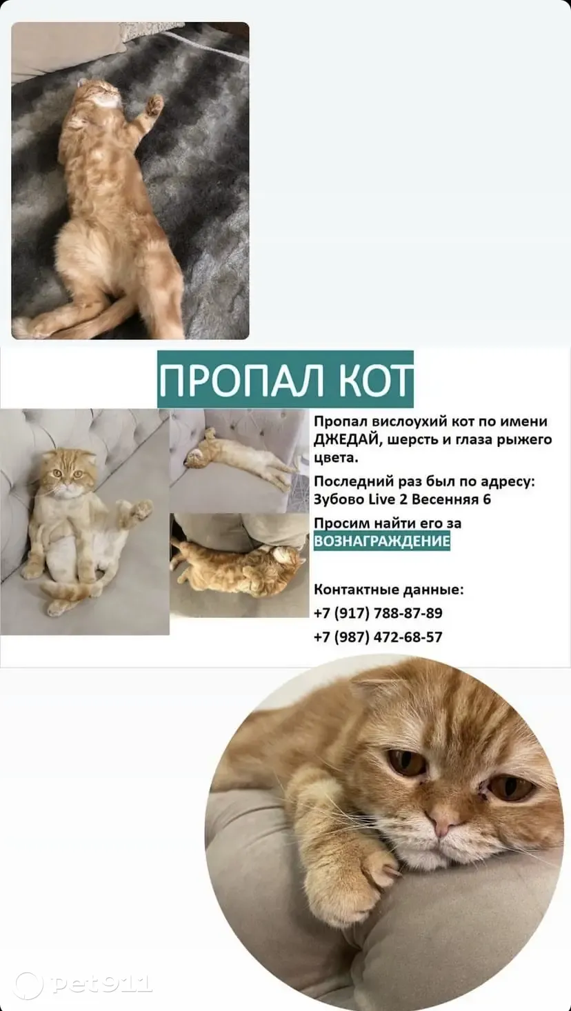 Пропал вислоухий кот в Зубово, Башкортостан | Pet911.ru