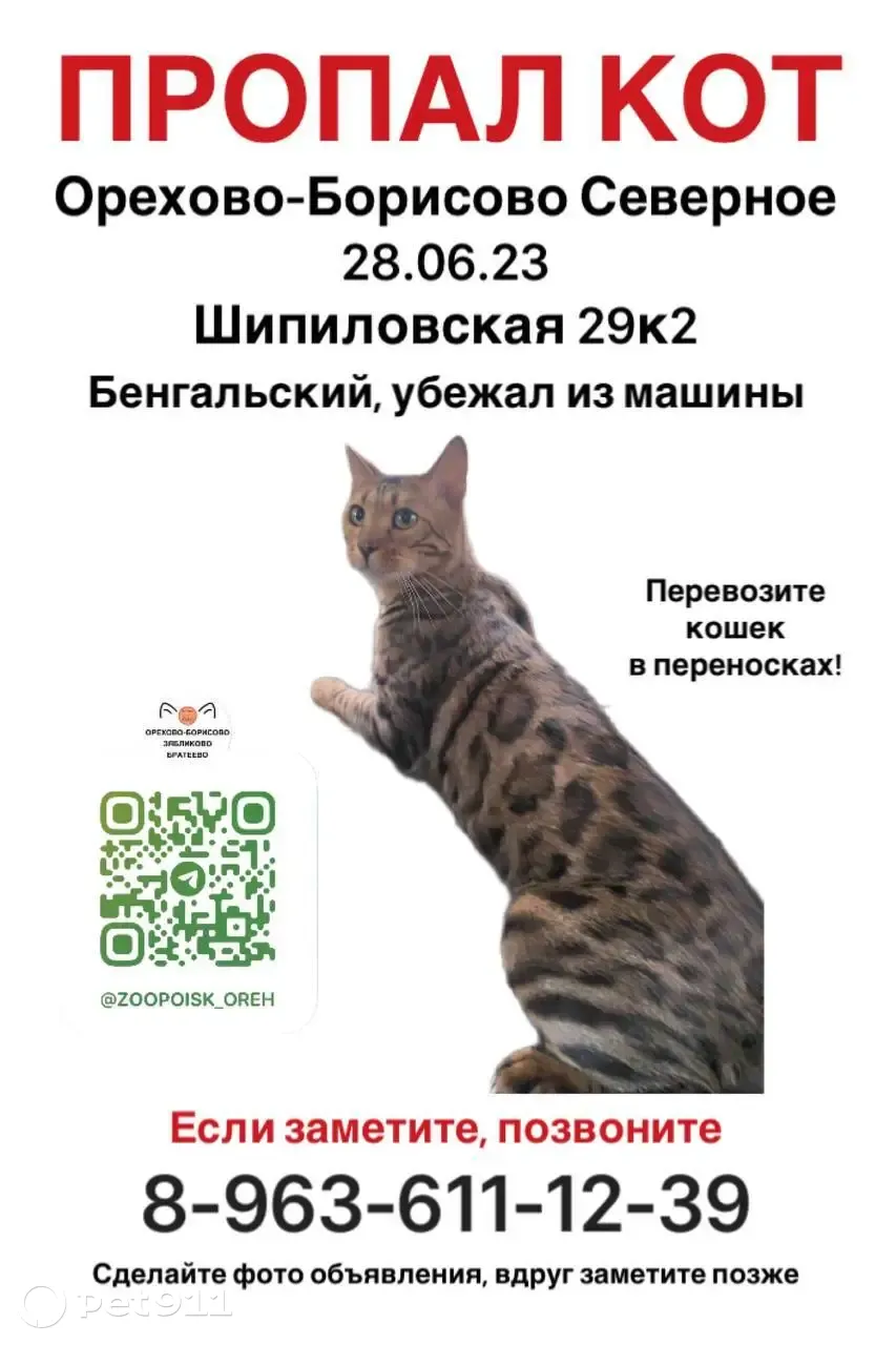 Пропал кот, особые приметы, Шипиловская ул., Москва | Pet911.ru