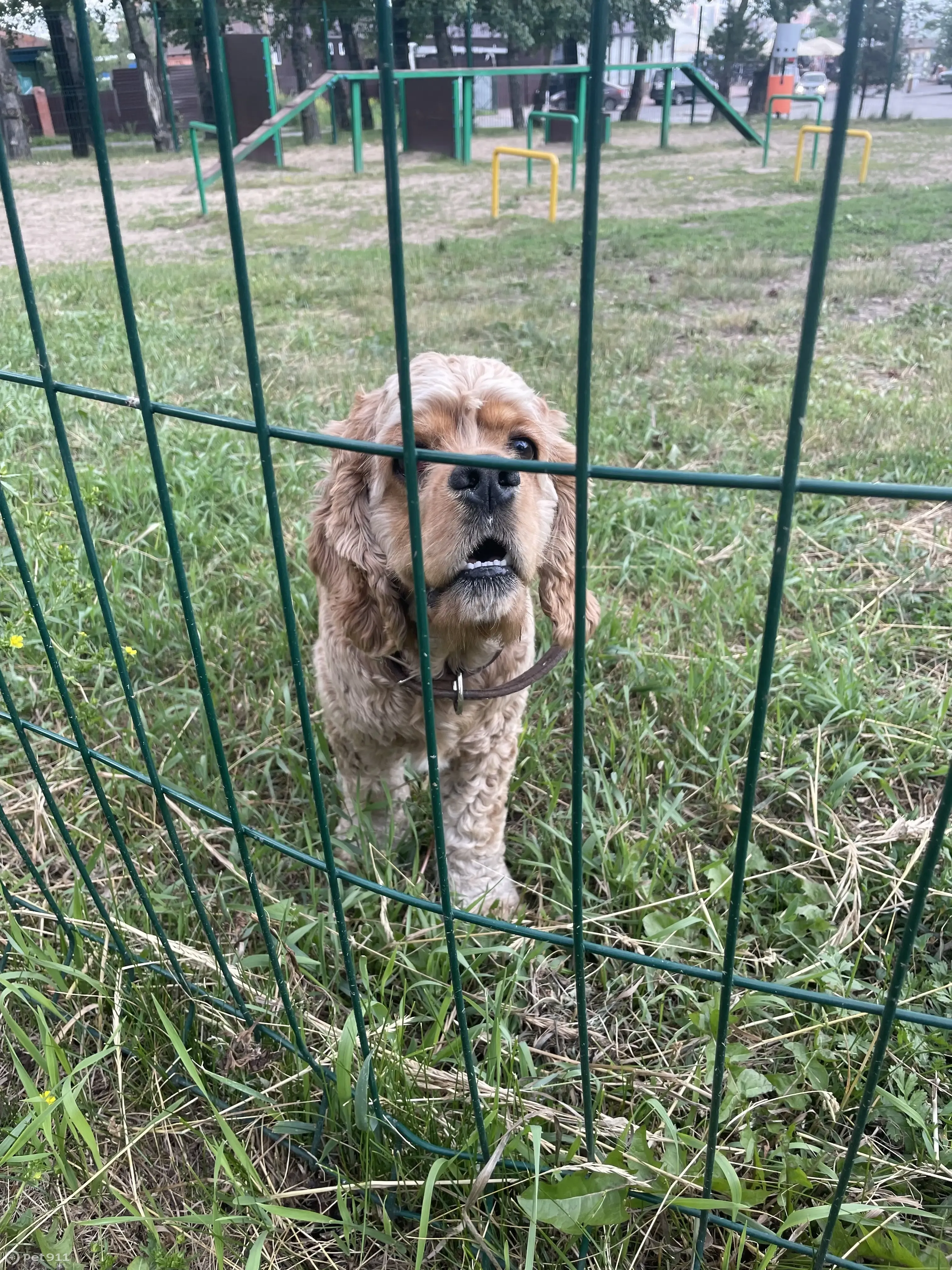 Потерянная собака найдена на Авиационной улице, Красноярск | Pet911.ru