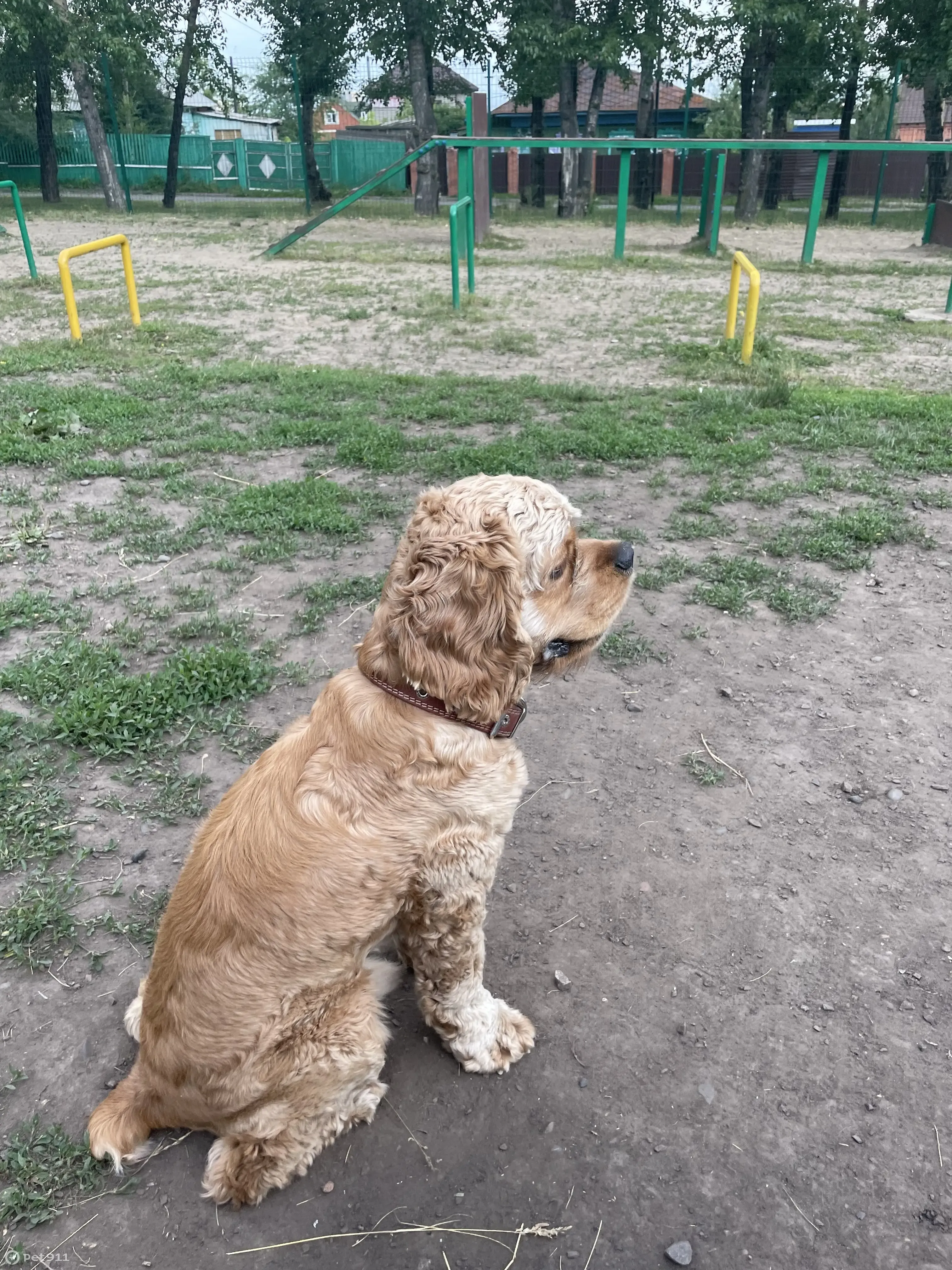 Потерянная собака найдена на Авиационной улице, Красноярск | Pet911.ru