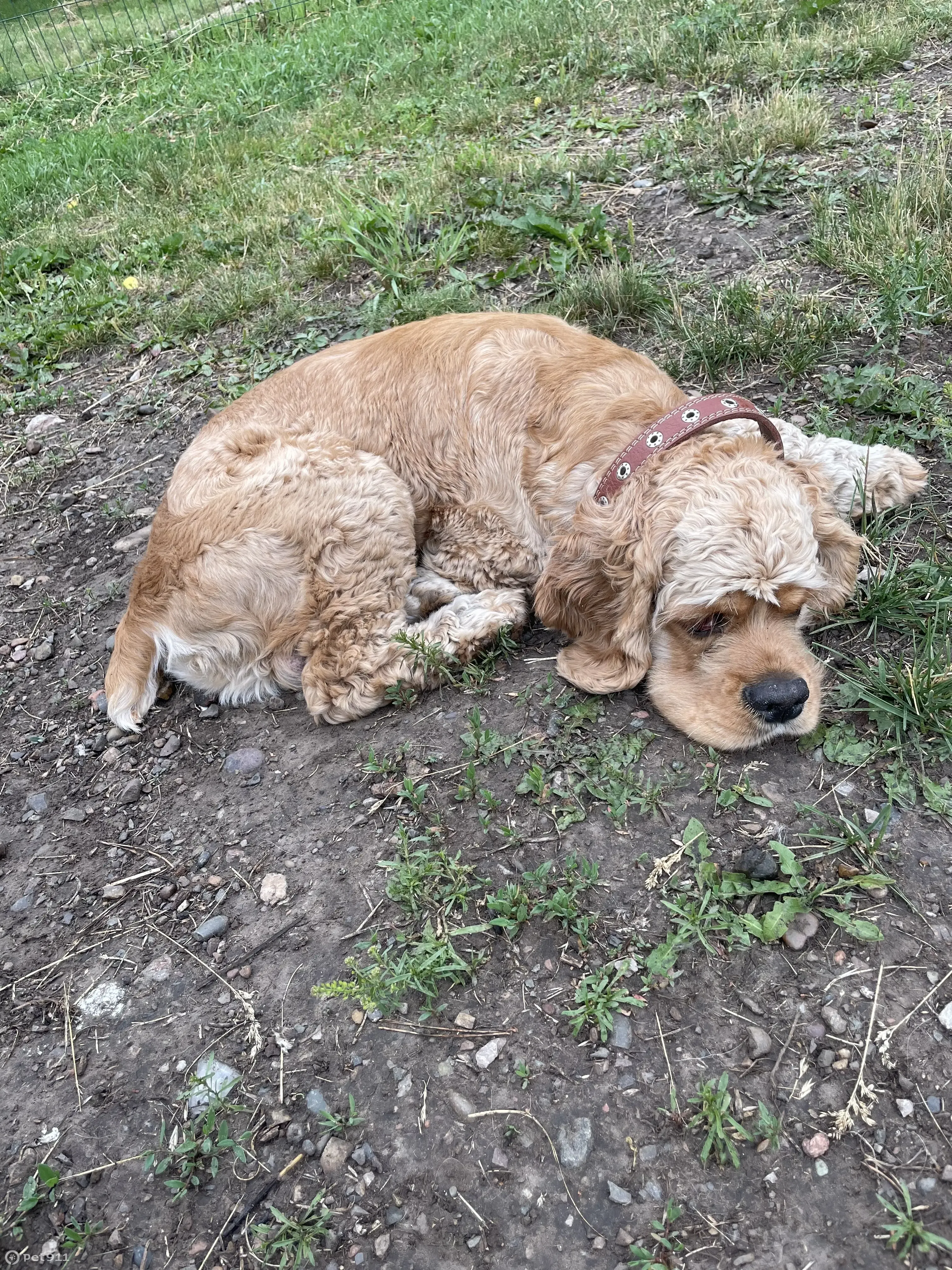 Потерянная собака найдена на Авиационной улице, Красноярск | Pet911.ru