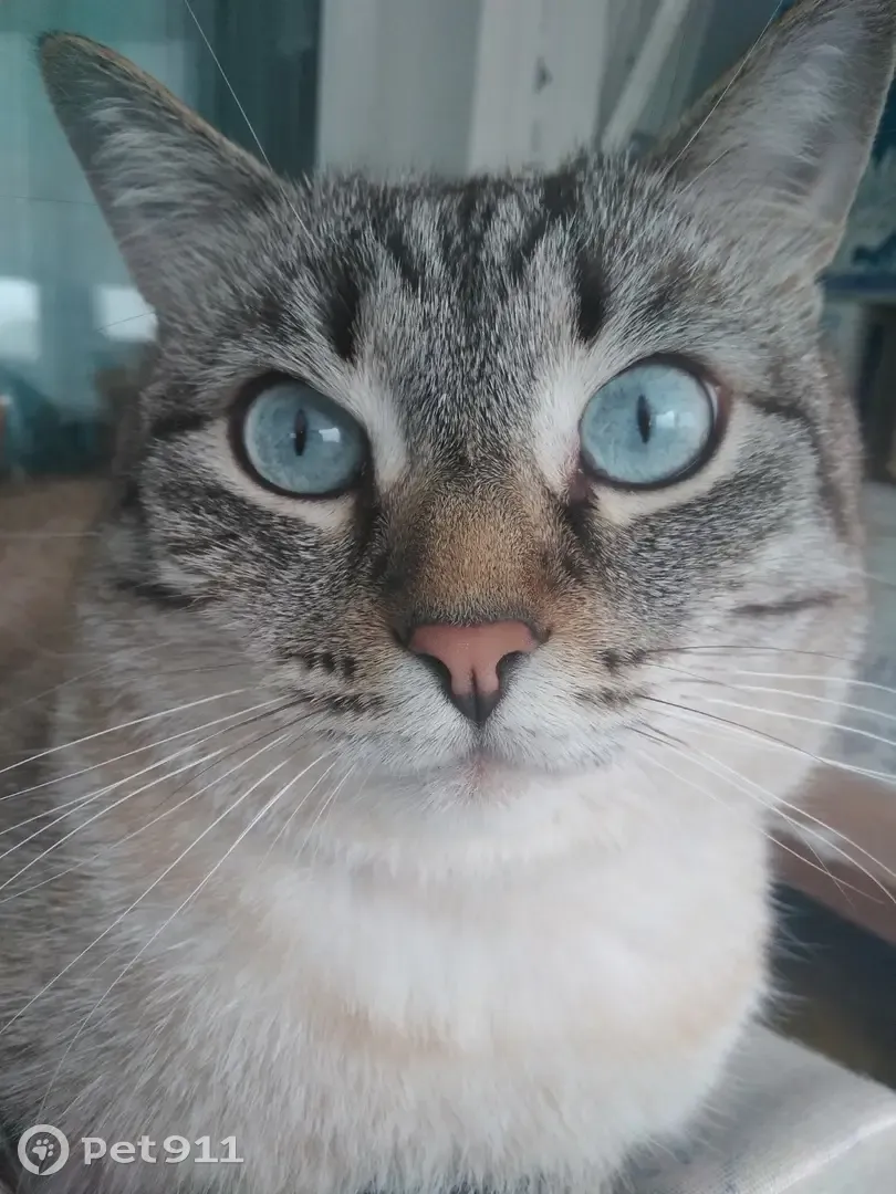 Пропала кошка на Юбилейной, 129 в Березниках - photo