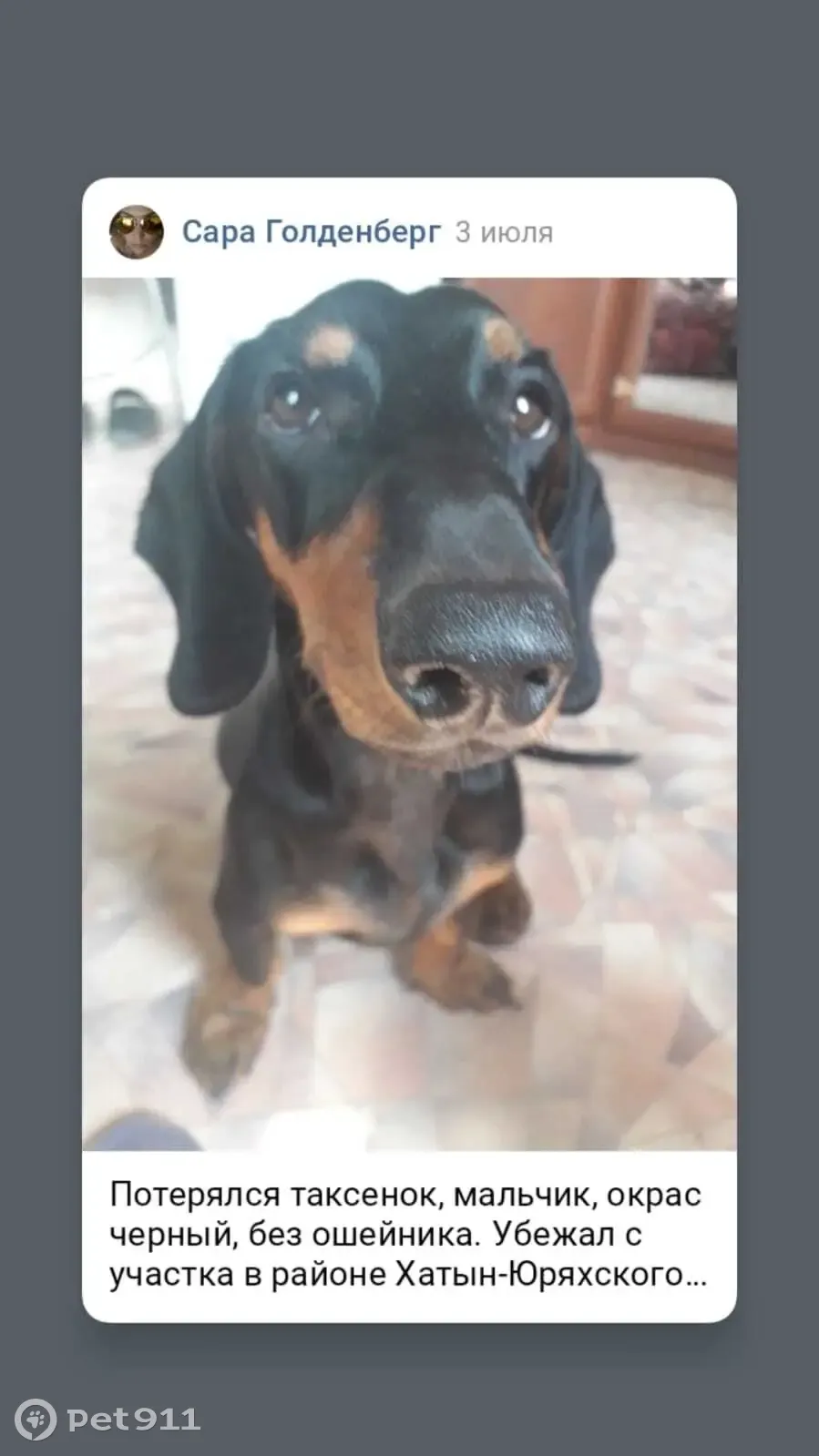 Пропала собака Такса, чёрный окрас, без ошейника. Якутск, ДСК Труд, 25 - photo