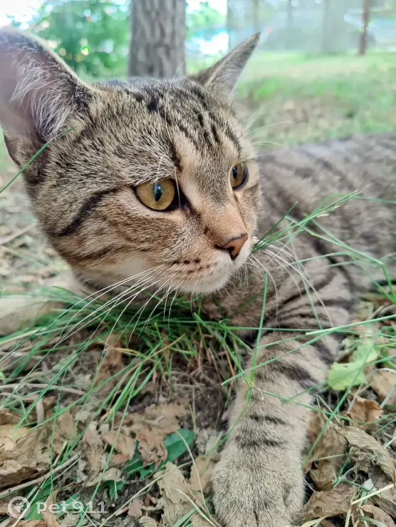 Пропала кошка Кот. Мальчик. Полосатый. 433/2, Красноярск | Pet911.ru