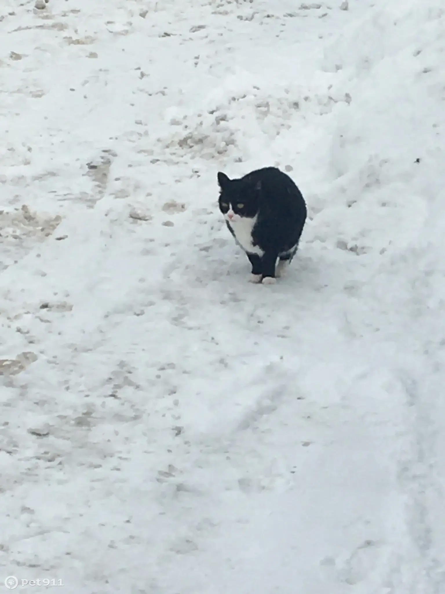 Пропала чёрно-белая кошка возрастом 8 лет, Летняя улица, 11, Киров |  Pet911.ru