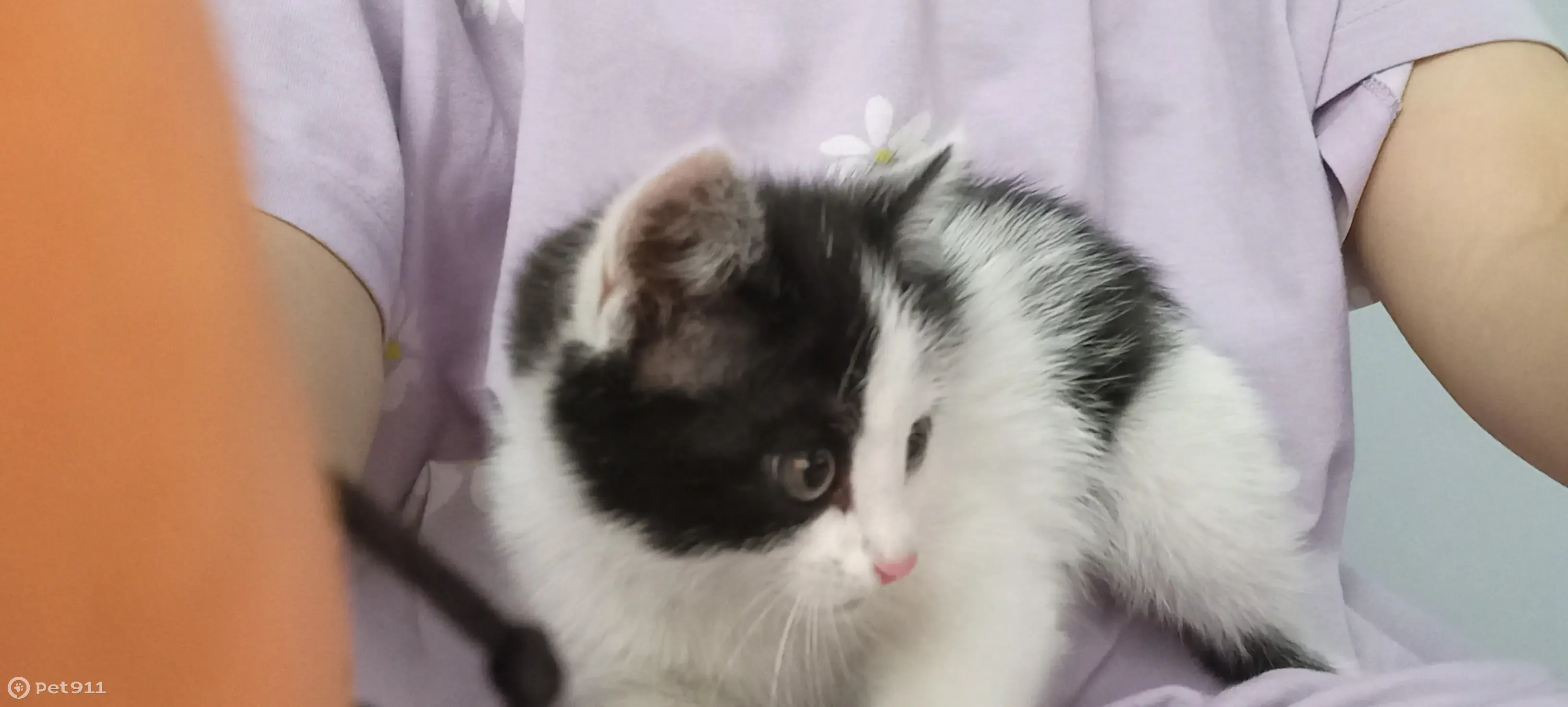 Найдена кошка, 2-3 мес., черно-белая, Ветеранская ул., Улан-Удэ - photo