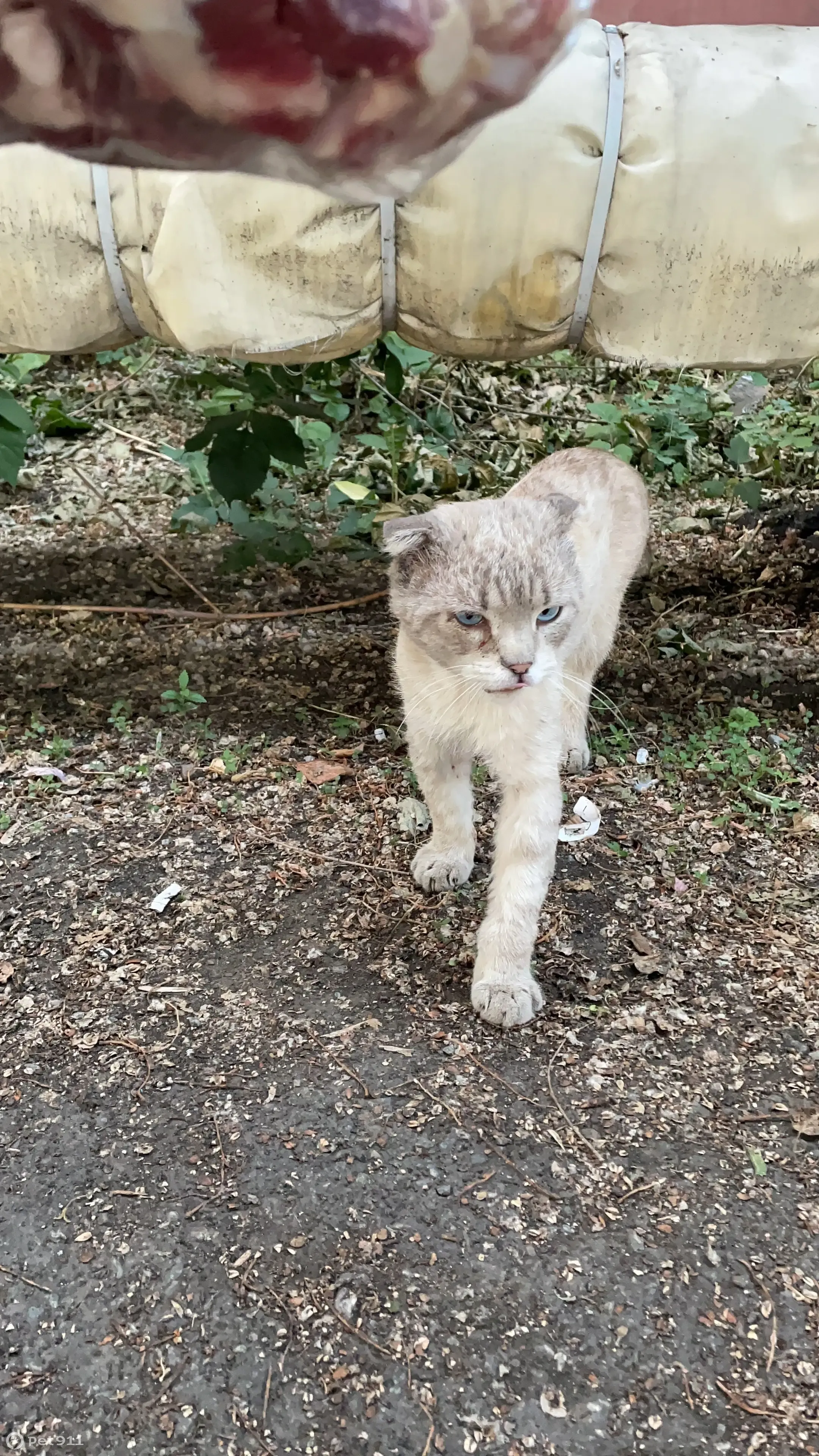 Найдена кошка на ул. Пушкина, 65, Челябинск | Pet911.ru