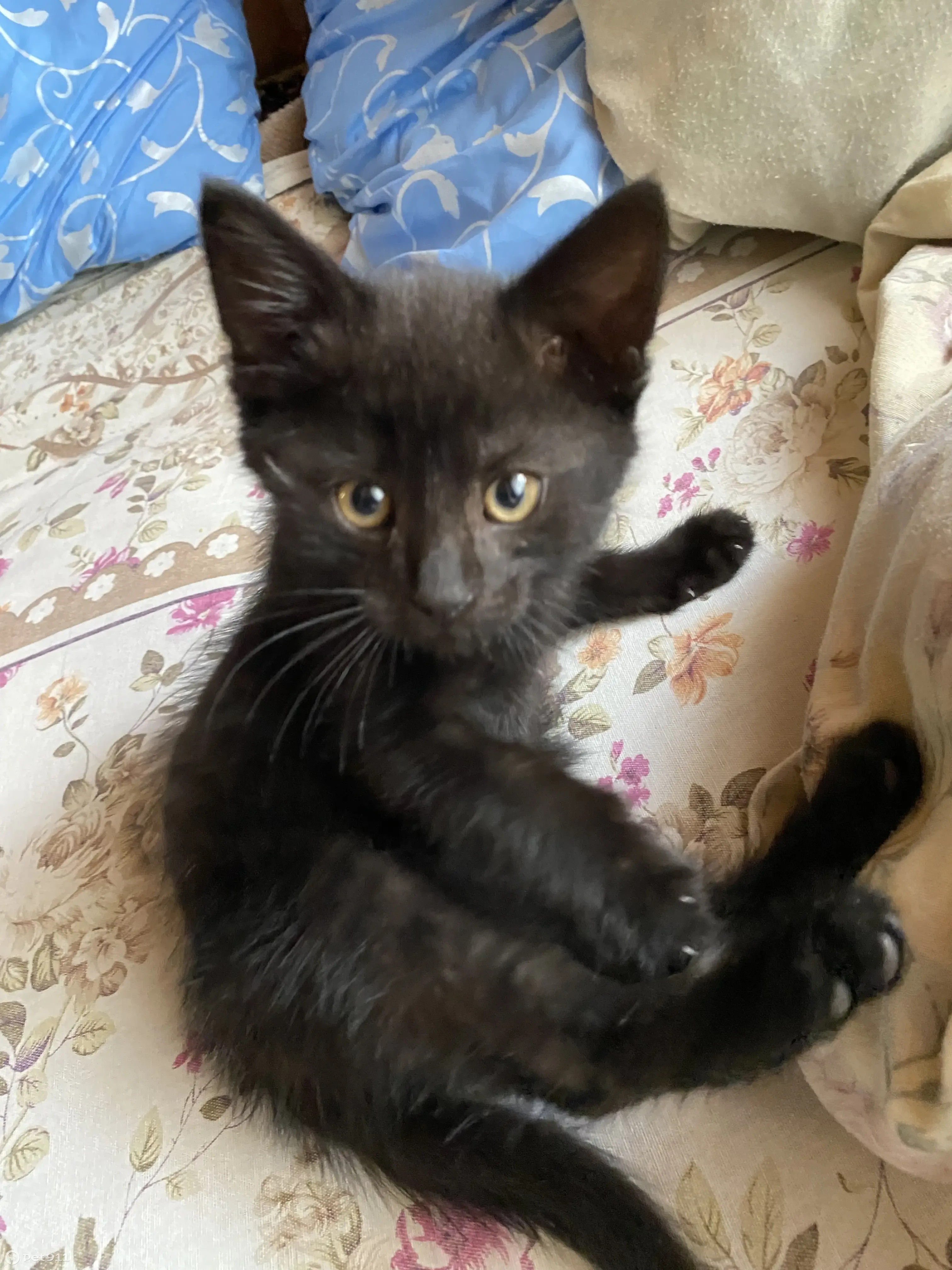 Пропала кошка Черный котенок, ошейник оранжевый. Курск, 38Н-197 | Pet911.ru