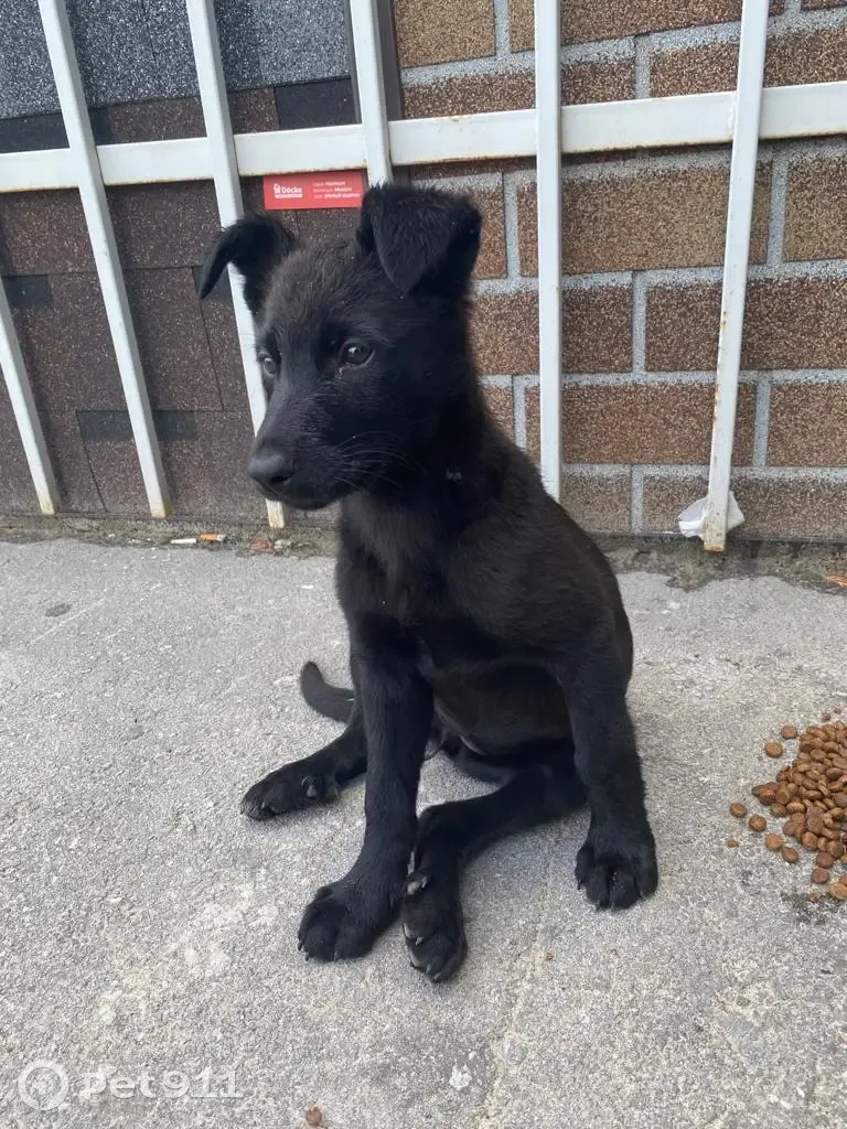 Найдена собака ищет дом в Липецке | Pet911.ru