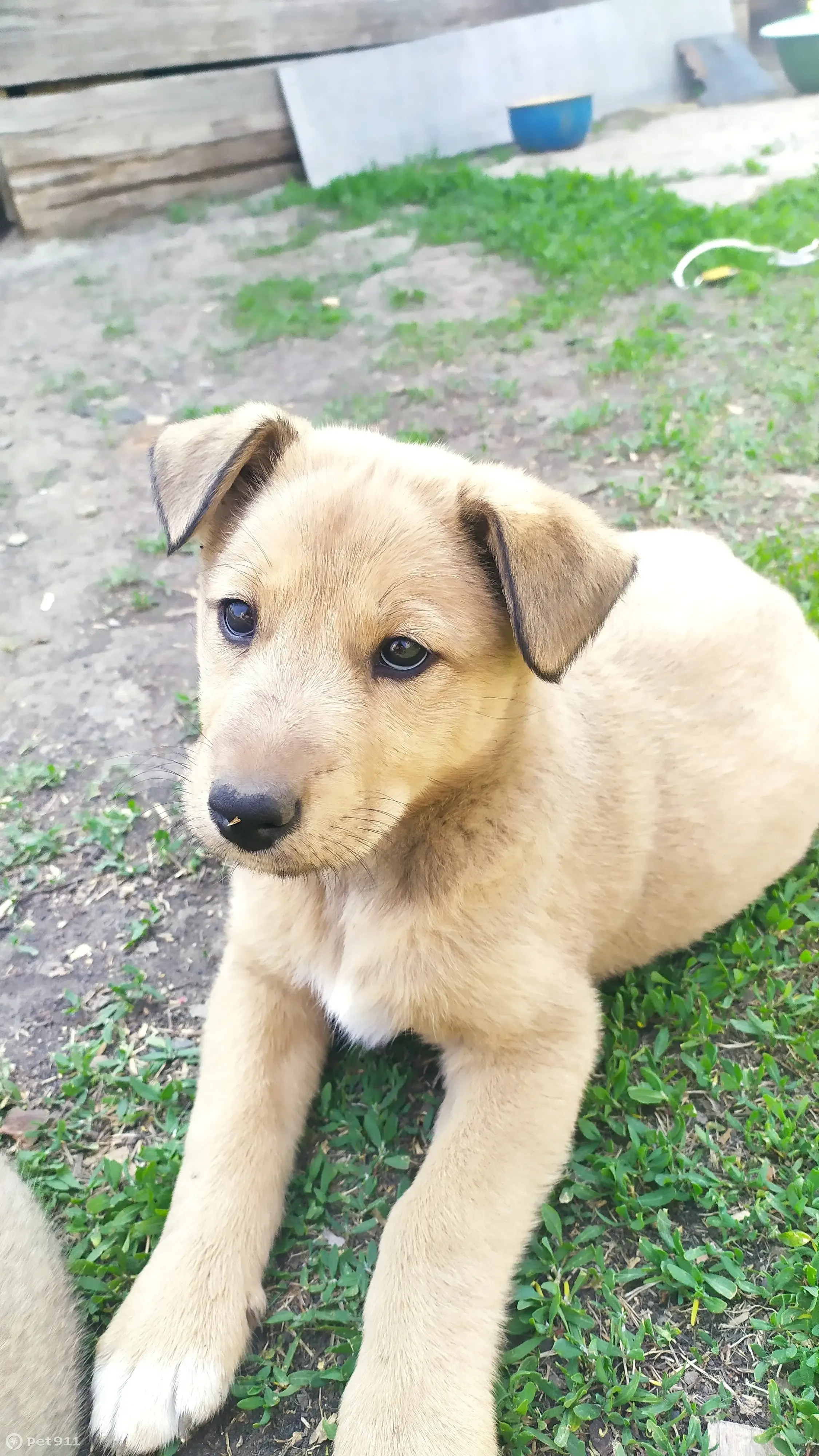 Пропала собака, рыжего окраса, возраст 3 мес. Новая улица, Калистратиха |  Pet911.ru