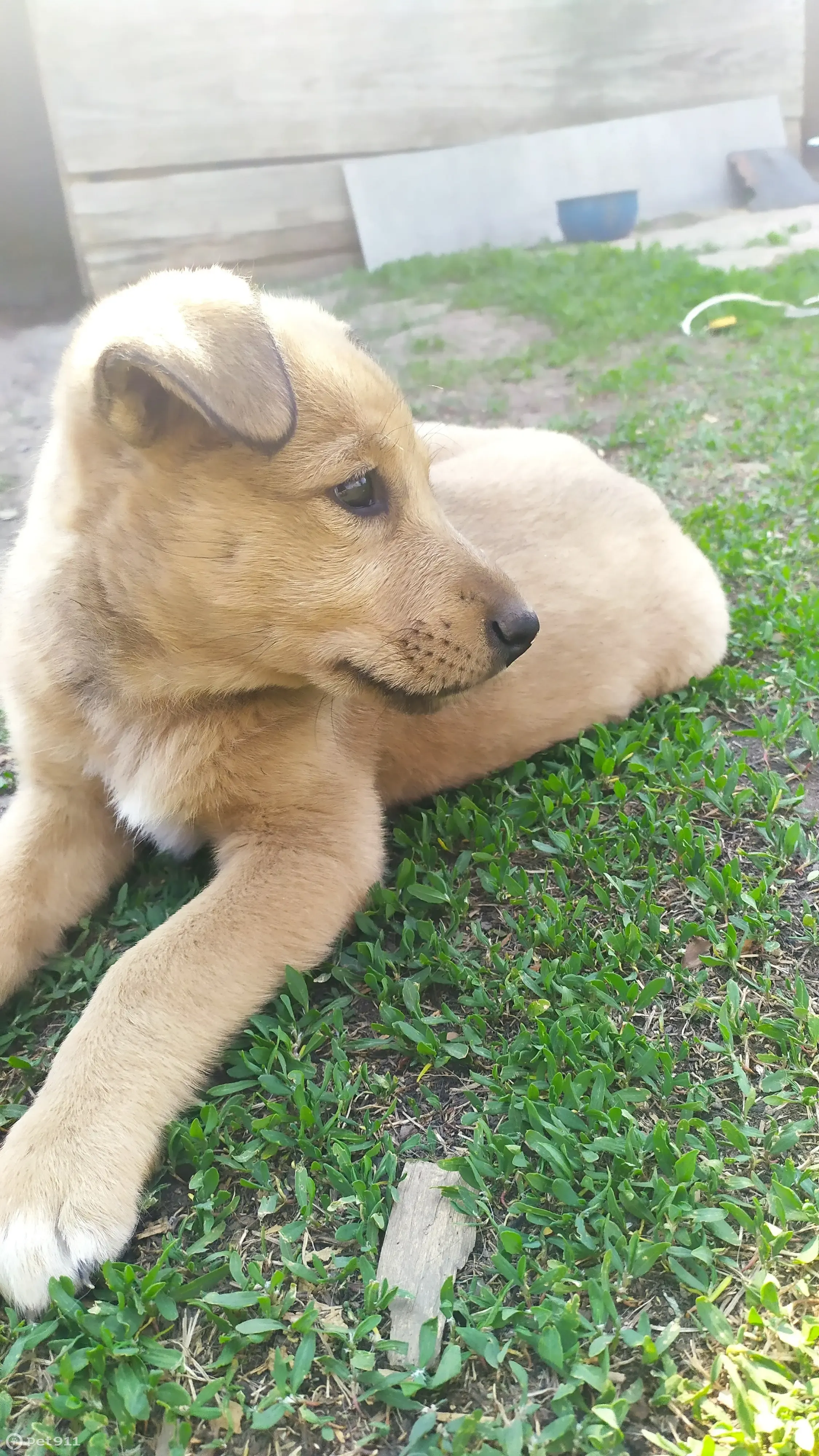 Пропала собака, рыжего окраса, возраст 3 мес. Новая улица, Калистратиха |  Pet911.ru