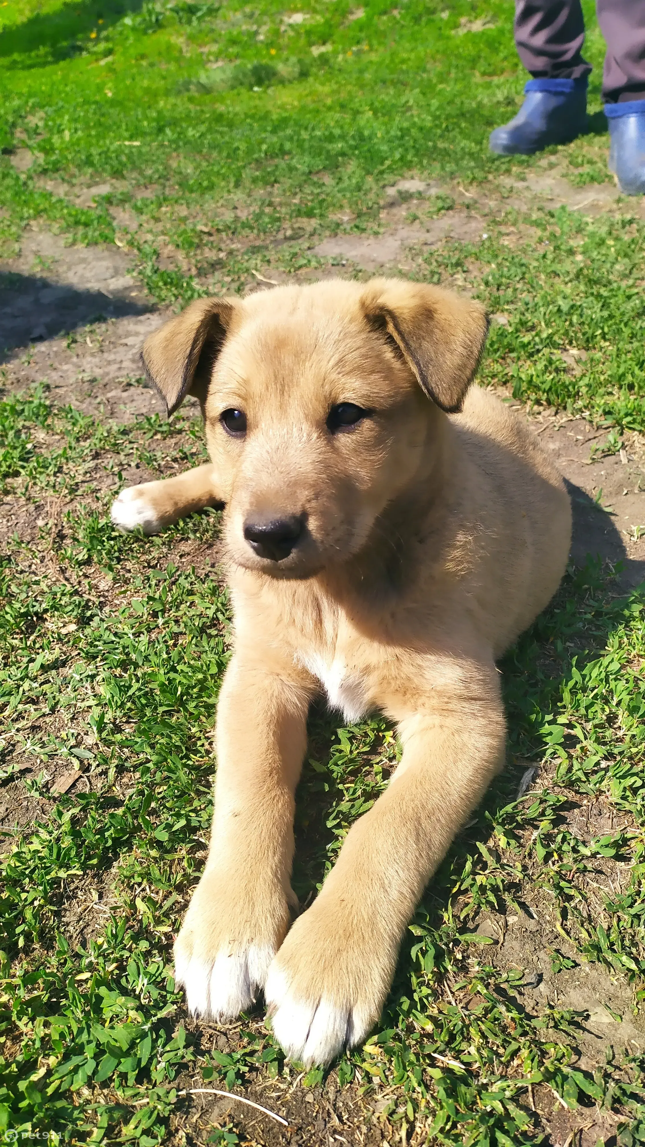 Пропала собака, рыжего окраса, возраст 3 мес. Новая улица, Калистратиха |  Pet911.ru