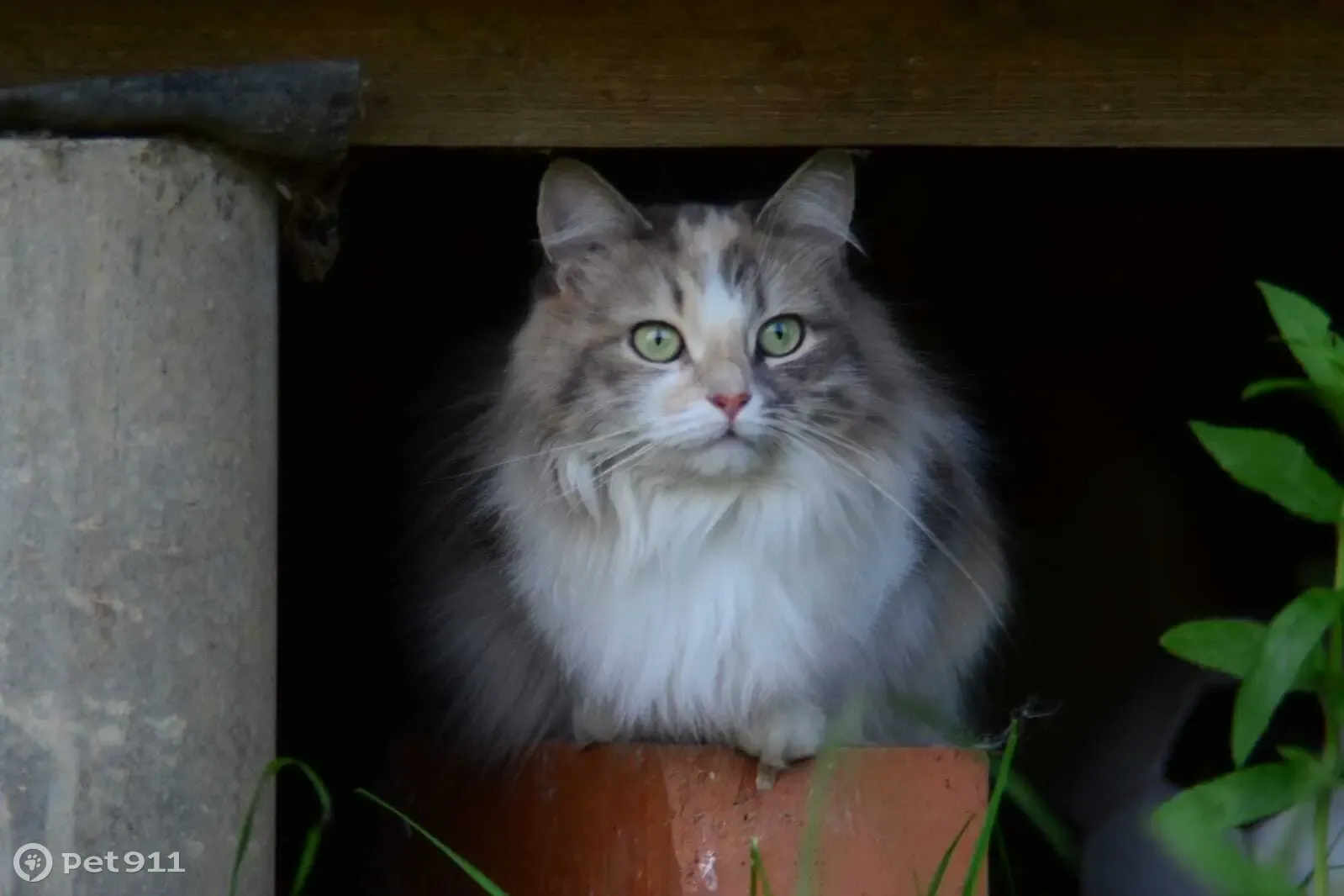 Пропала трехцветная кошка в Москве, Крупской 11 | Pet911.ru