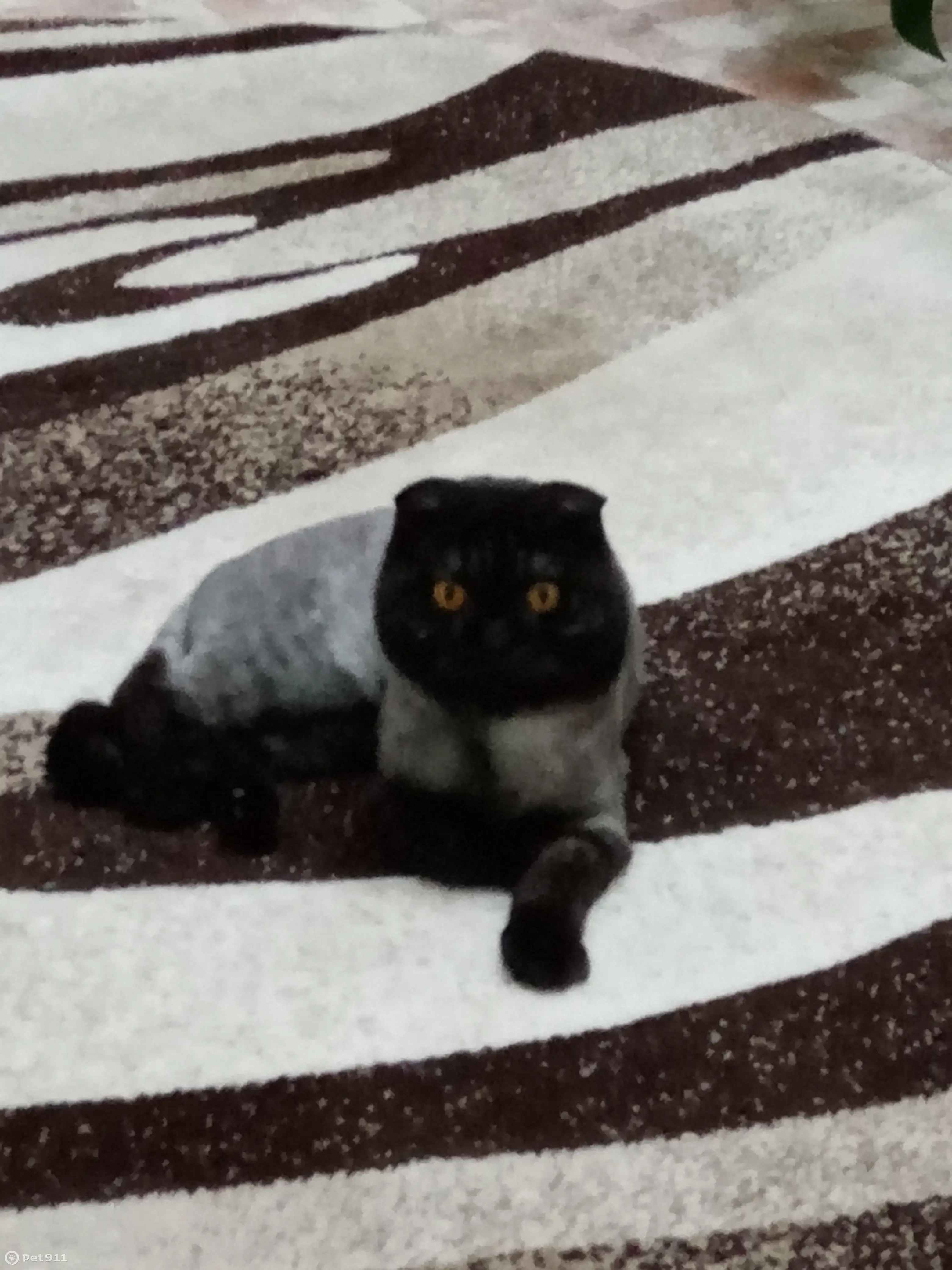 Пропала кошка Кот, чёрный дым, 8 лет, Челябинск, 250-летия, 5 | Pet911.ru