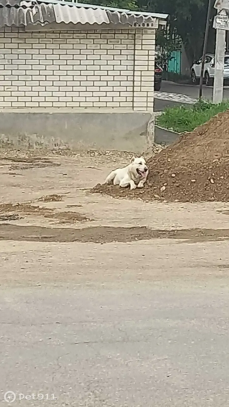 Найдена собака Белый алабай, улица Чехова, 47, Кисловодск - photo