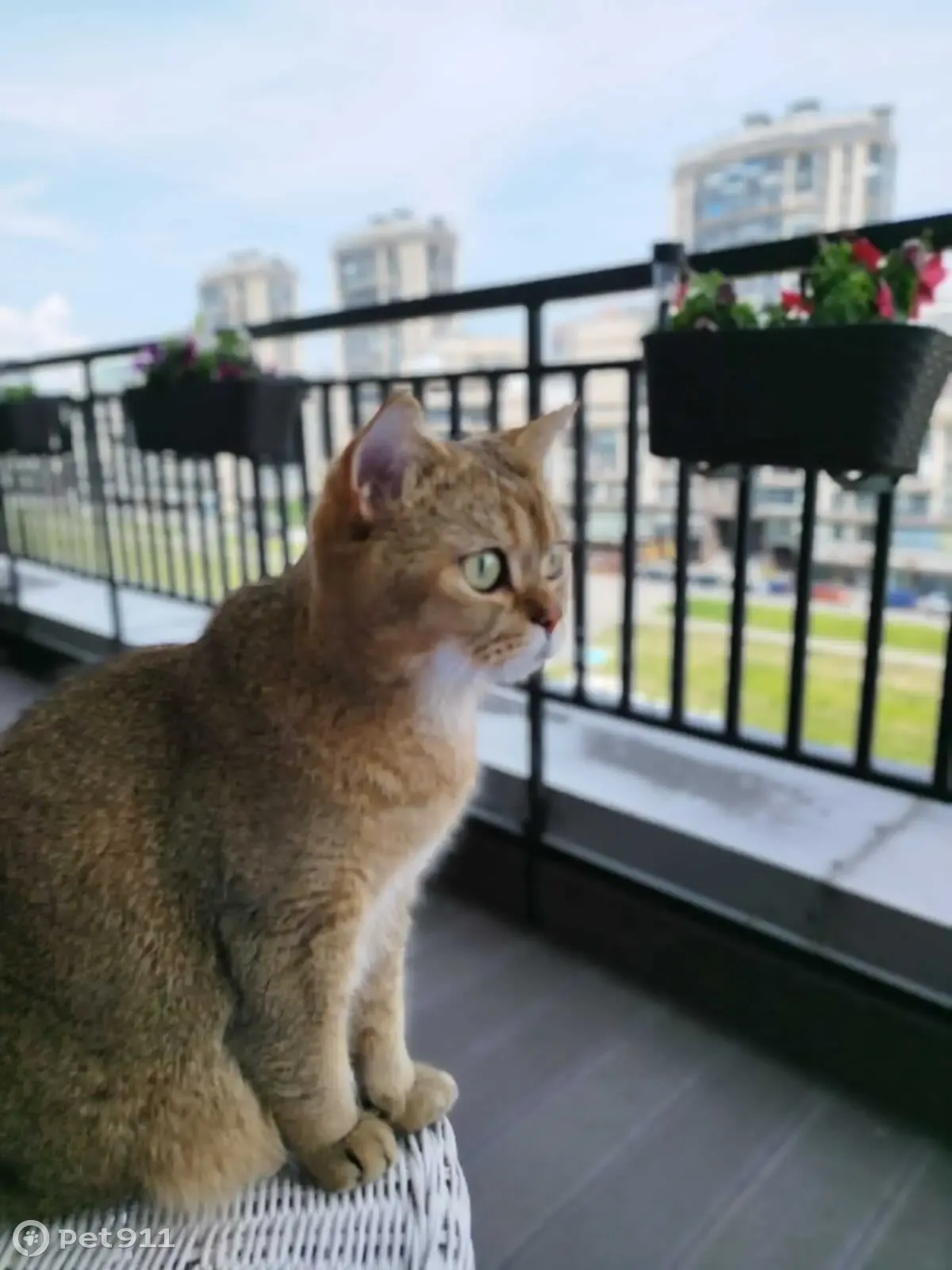 Пропала кошка Симба, наб. Матисова Канала 1, СПб - photo