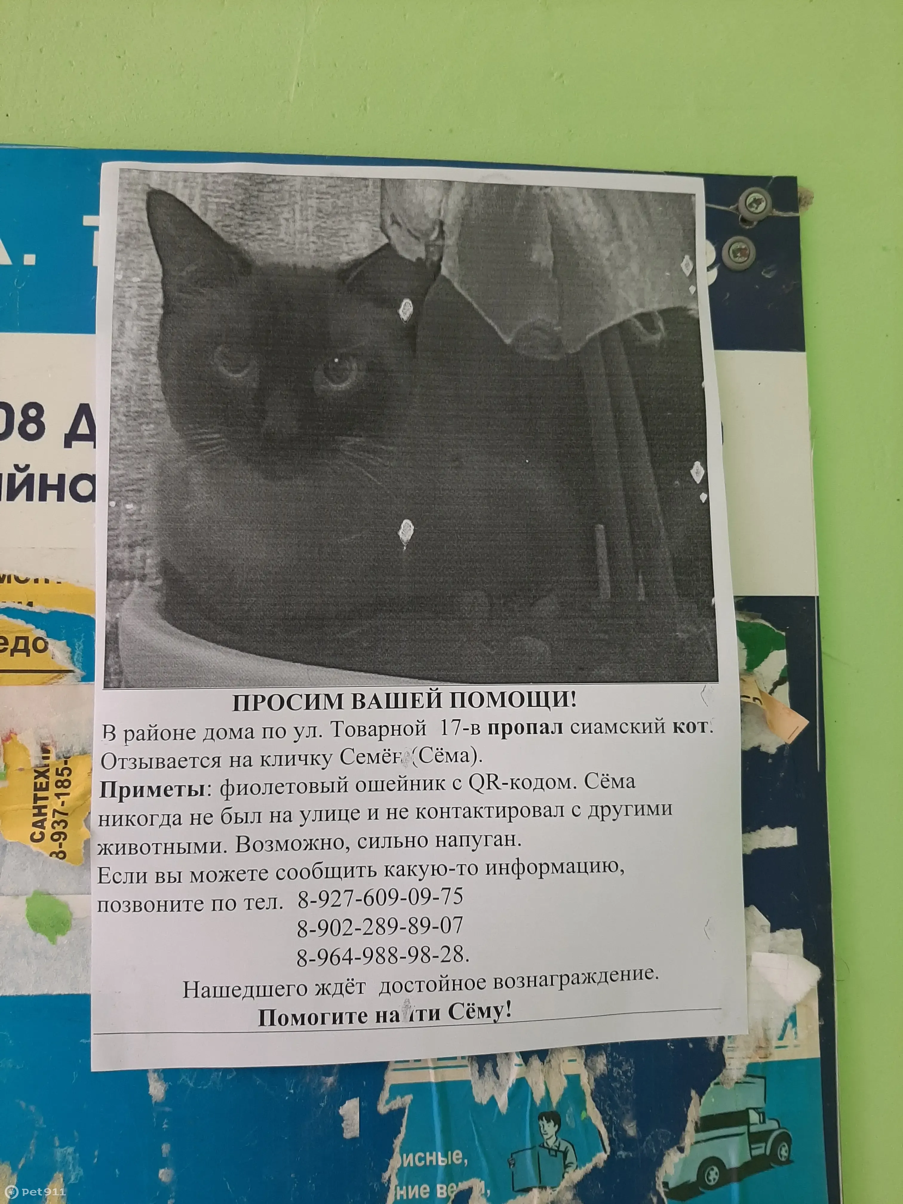 Пропал кот сиамский с адресом: Товарная ул., 17В, Самара | Pet911.ru