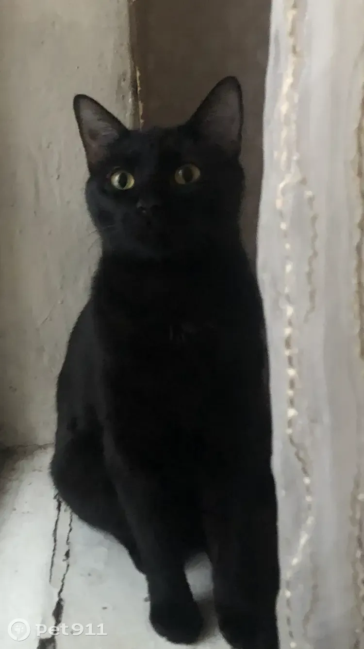 Пропала кошка: черный кот, Гончарная ул. 19, СПб - photo