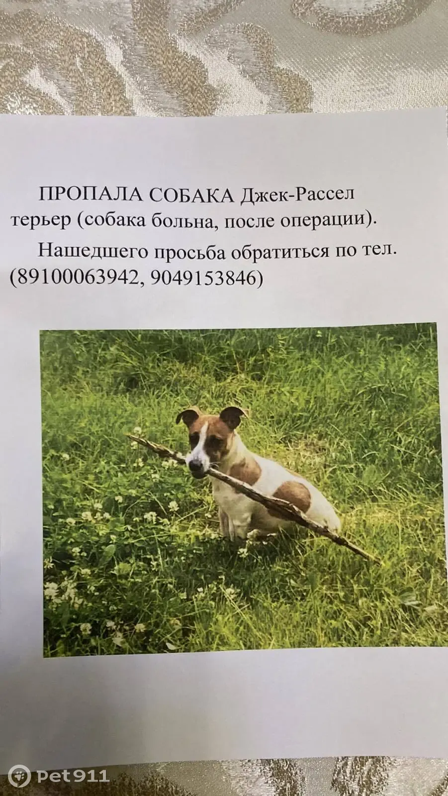 Пропала собака Гектор, ул. Сергея Акимова, 8, Н. Новгород | Pet911.ru