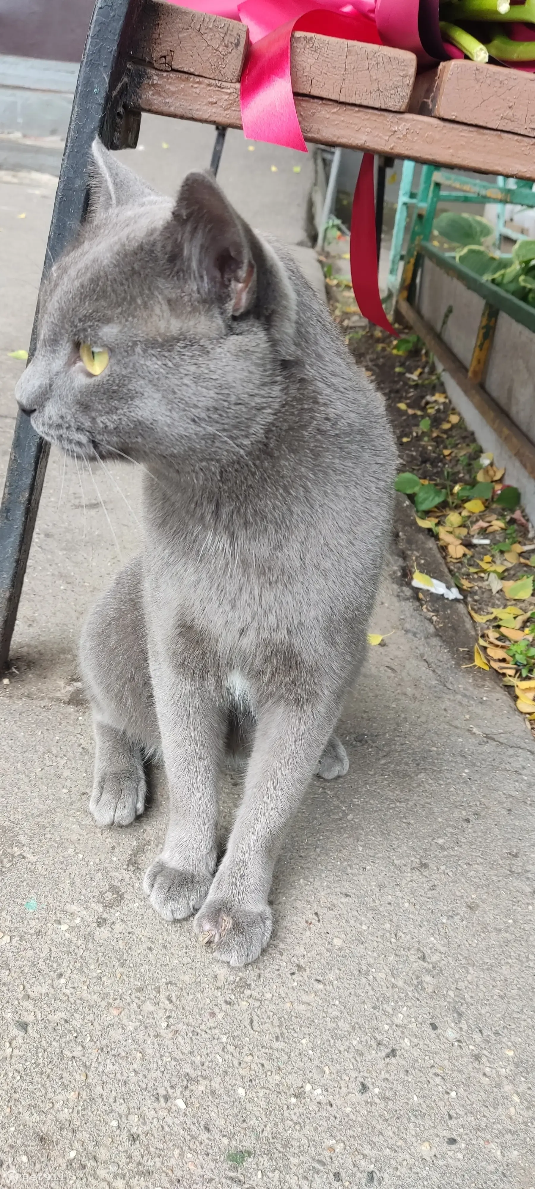 Найден кот. Русская голубая. Ул. Конёнкова, 12, Москва | Pet911.ru