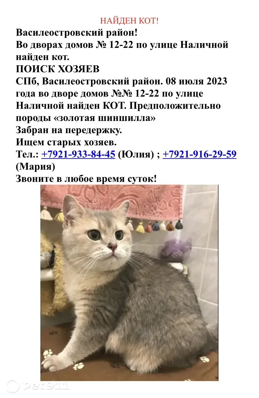 Найден кот похожий на золотую шиншиллу, ул. Наличная 12, СПб | Pet911.ru