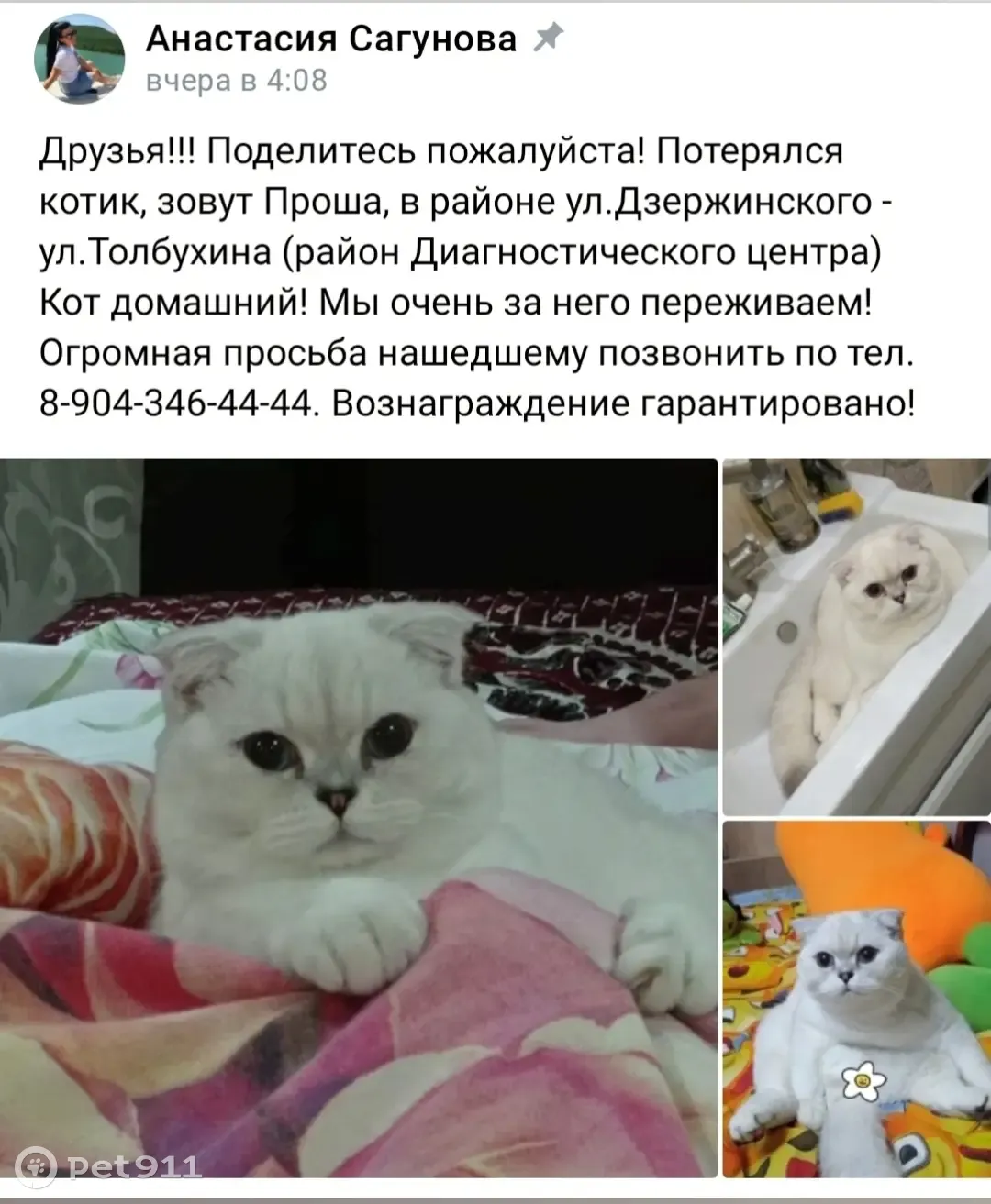 Пропала кошка на ул. Толбухина, 12, Таганрог | Pet911.ru