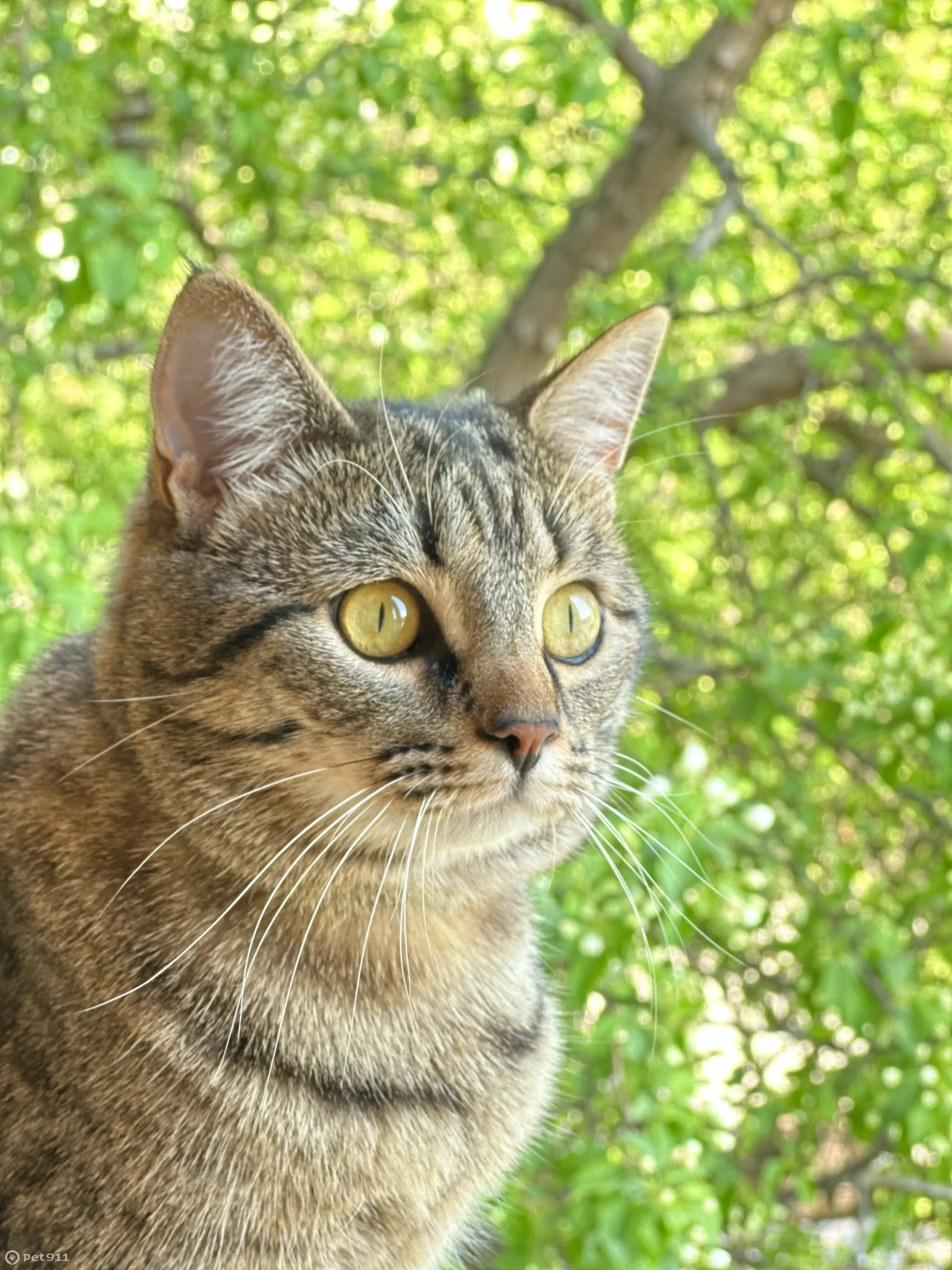Кот задумчивый. Полосатые коричневые кошки с желтыми глазами. Глаза домашней кошки. Бурые полосатые коты с желтыми глазами. Серо коричневая кошка