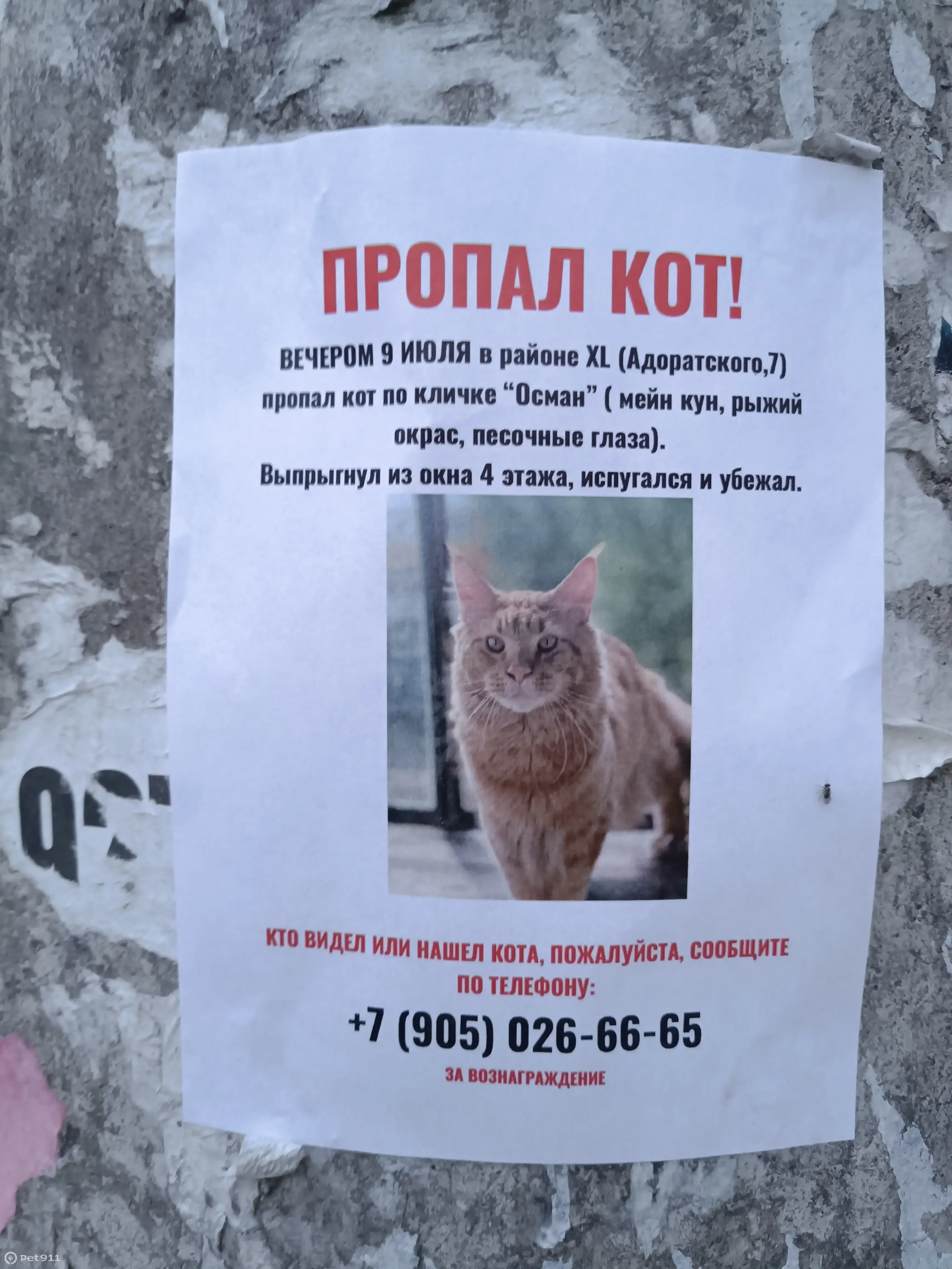 Пропал кот Осман, ул. Адоратского 7, Казань | Pet911.ru