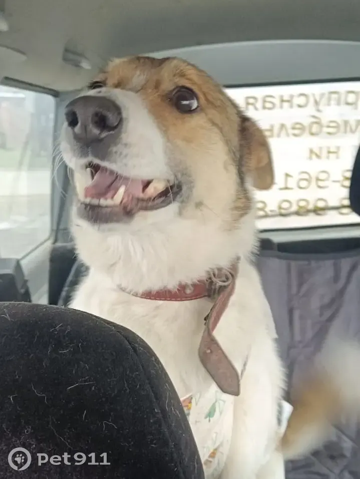 Найдена собака: Продольная ул., 50/2, Новотитаровская - photo