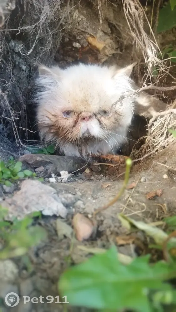 Найдена кошка на Семёновской ул., 78, Курск - photo