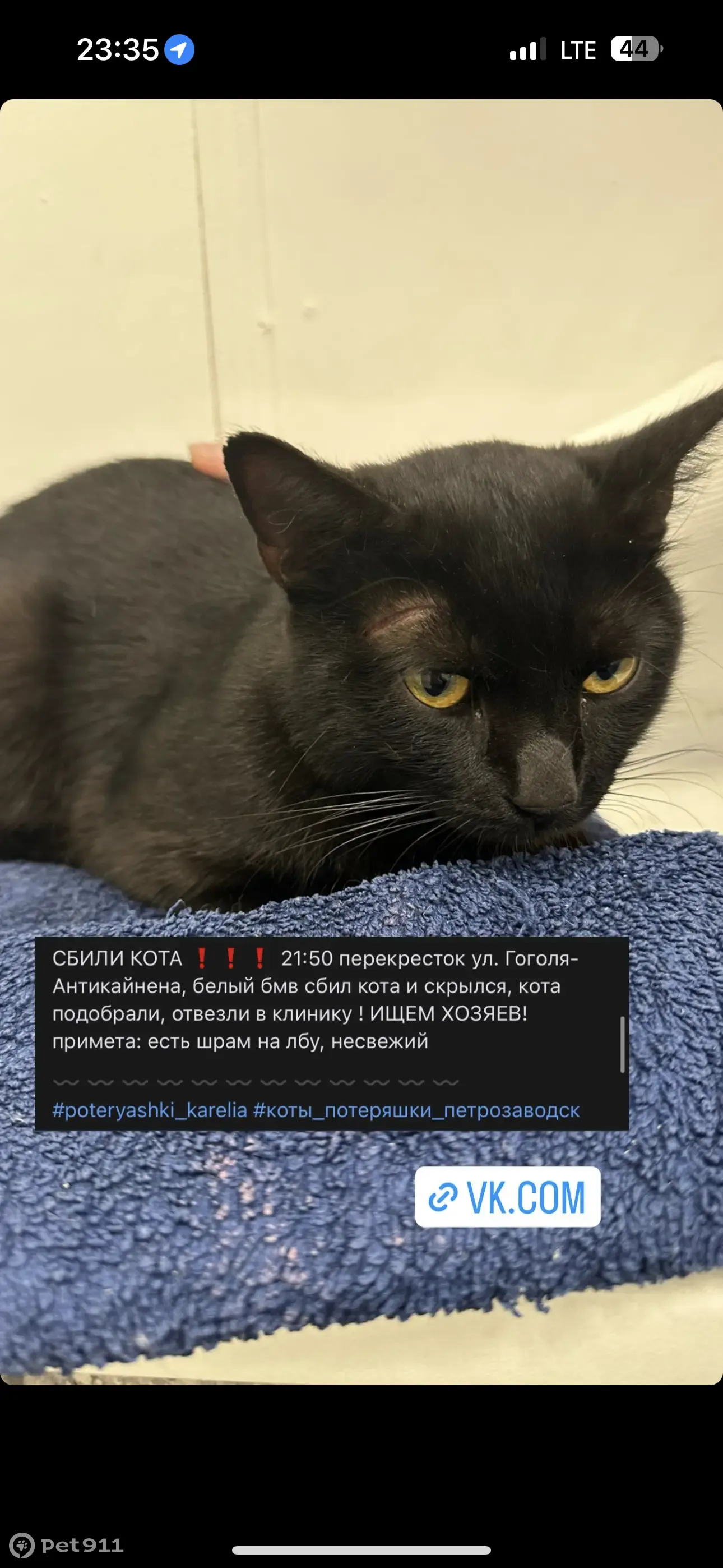 Найден кот на ул. Гоголя, нужны новые хозяева | Pet911.ru