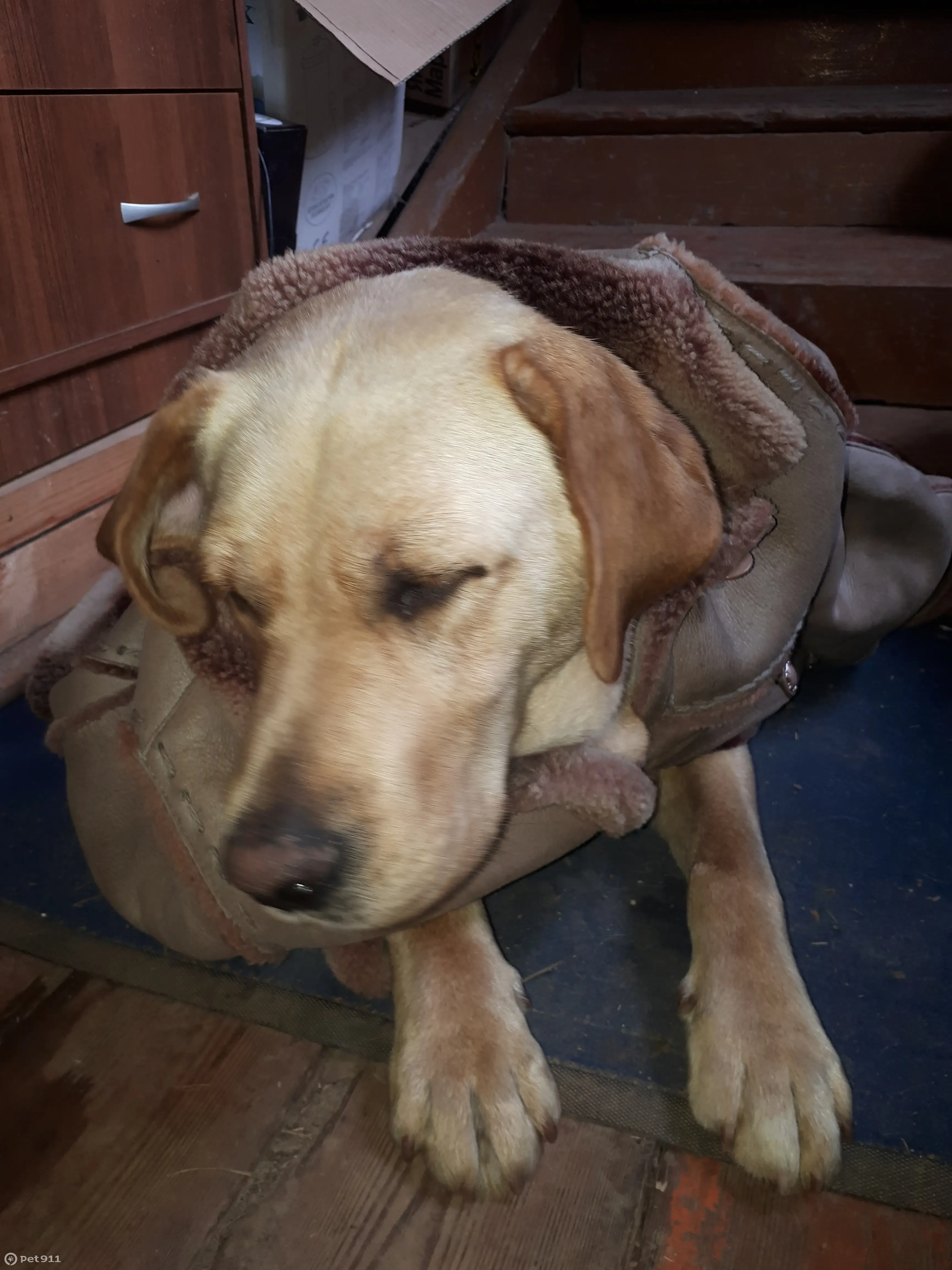 Найдена собака в с. Ближнее Борисово - photo