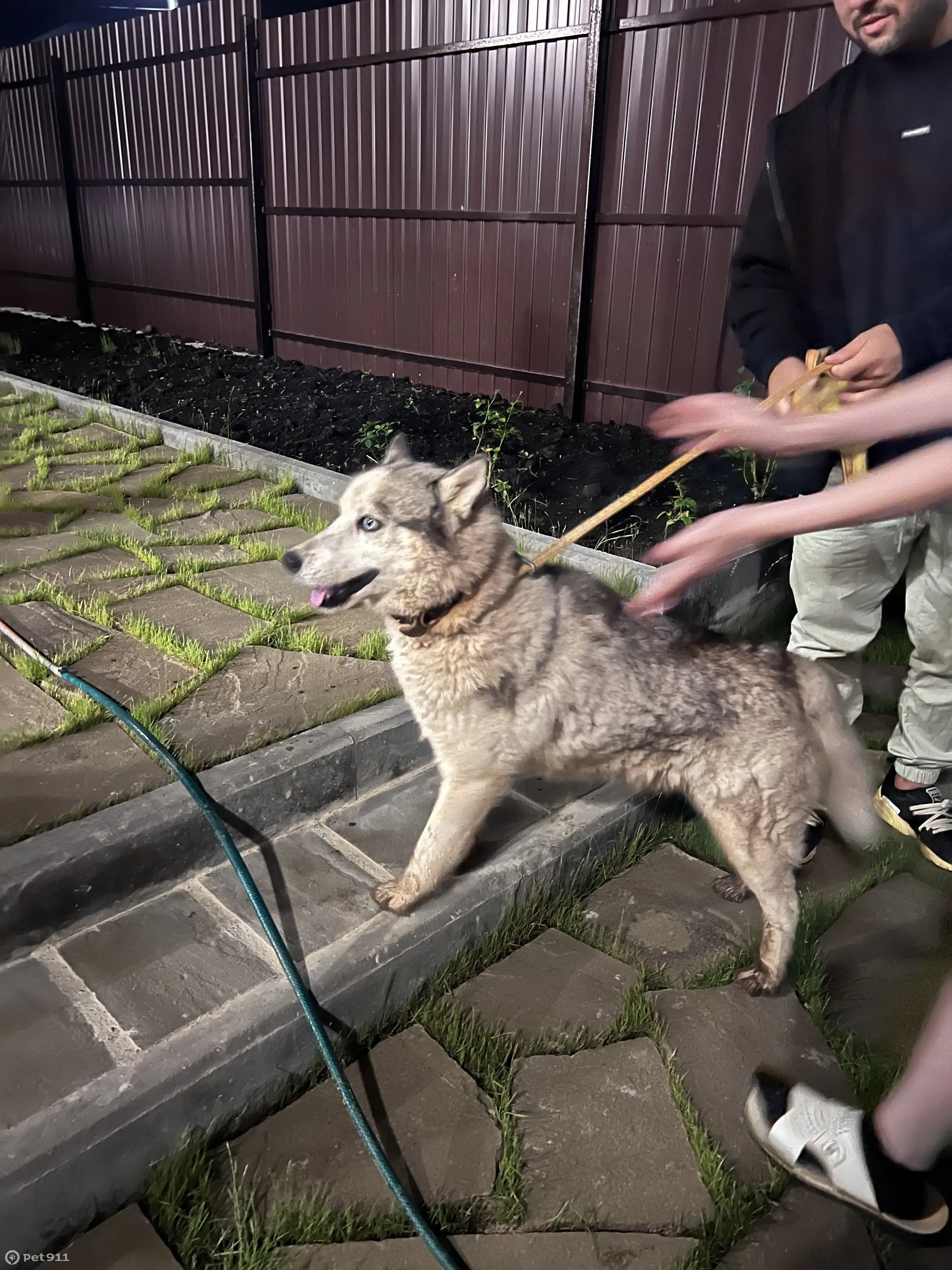 Найдена собака в Деревне Кусаковка, Нижегородская обл. | Pet911.ru