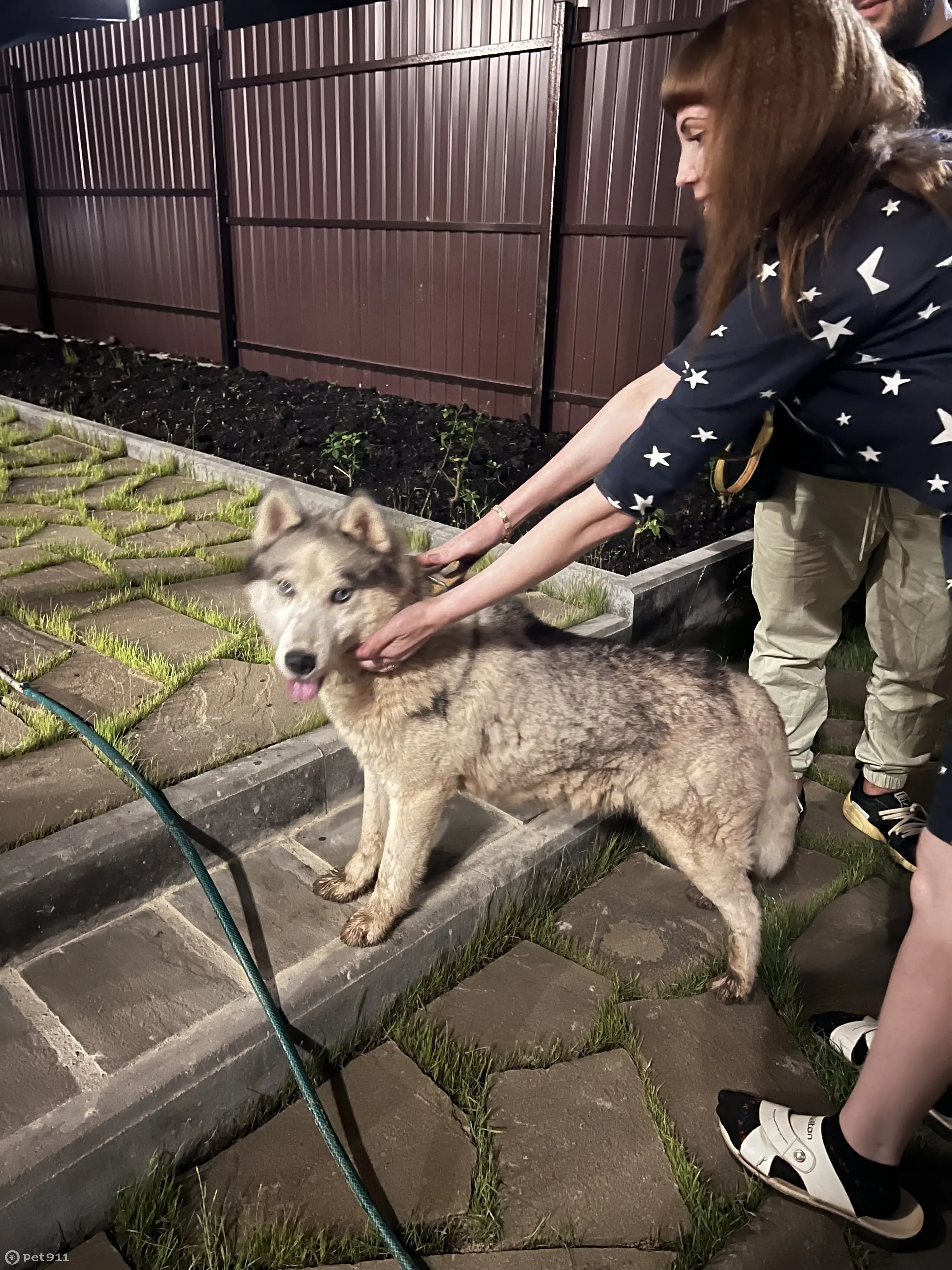 Найдена собака в Деревне Кусаковка, Нижегородская обл. | Pet911.ru