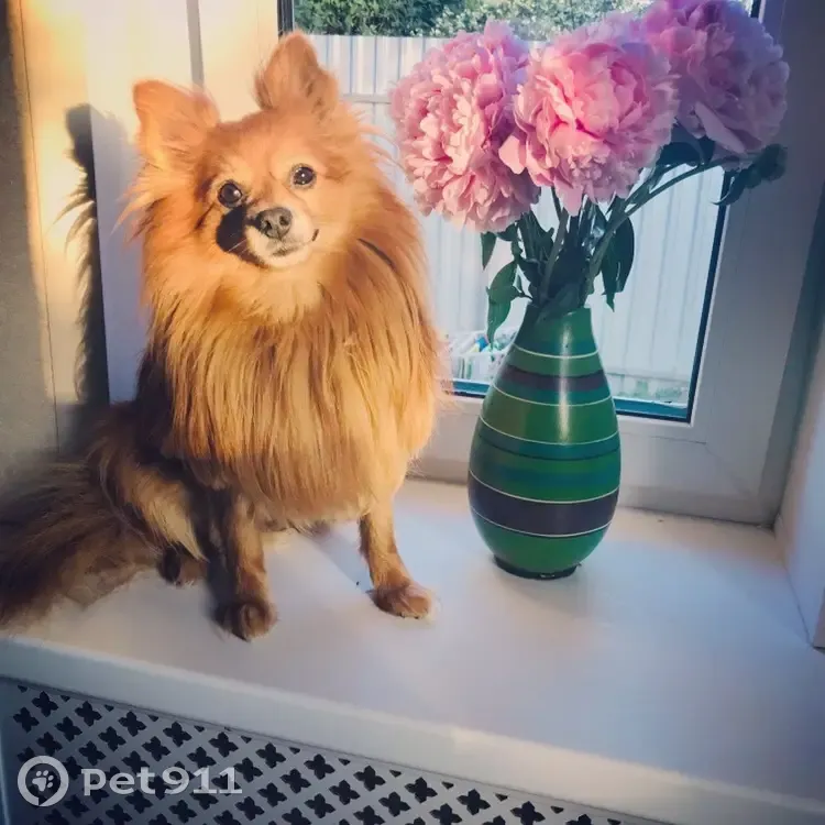 Пропала собака в районе Талиц, Сестрорецкая ул., 10/81 - photo