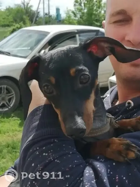 Пропала такса Чарли на ул. Братьев Захаровых - photo