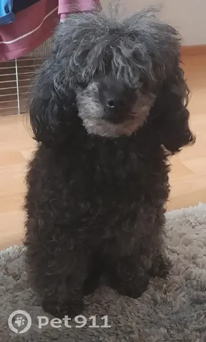 ПРОПАЛА СОБАКА Всеволожск, Колтушское шоссе - photo