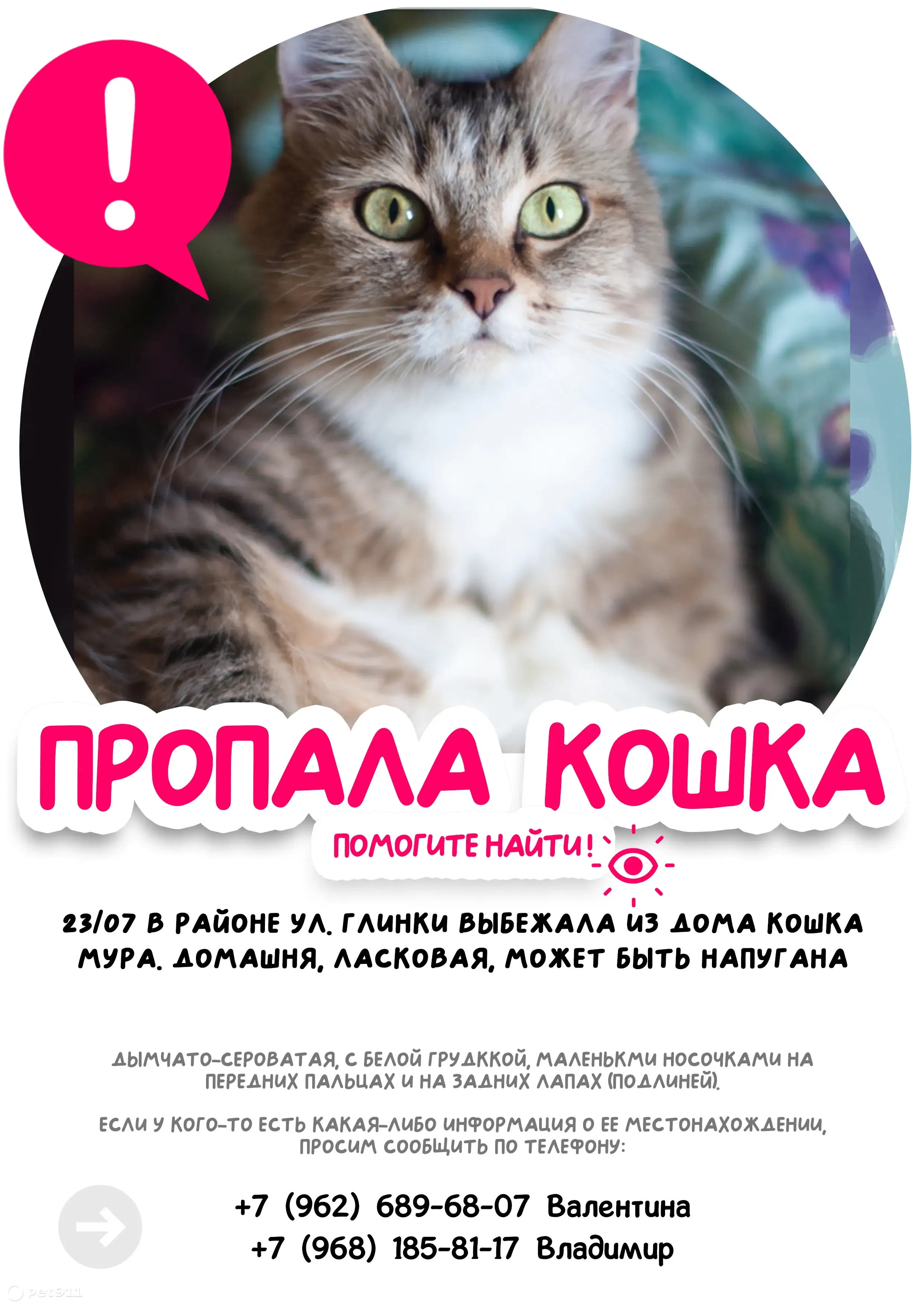 Пропала кошка в районе ул. Глинки, Гатчина | Pet911.ru