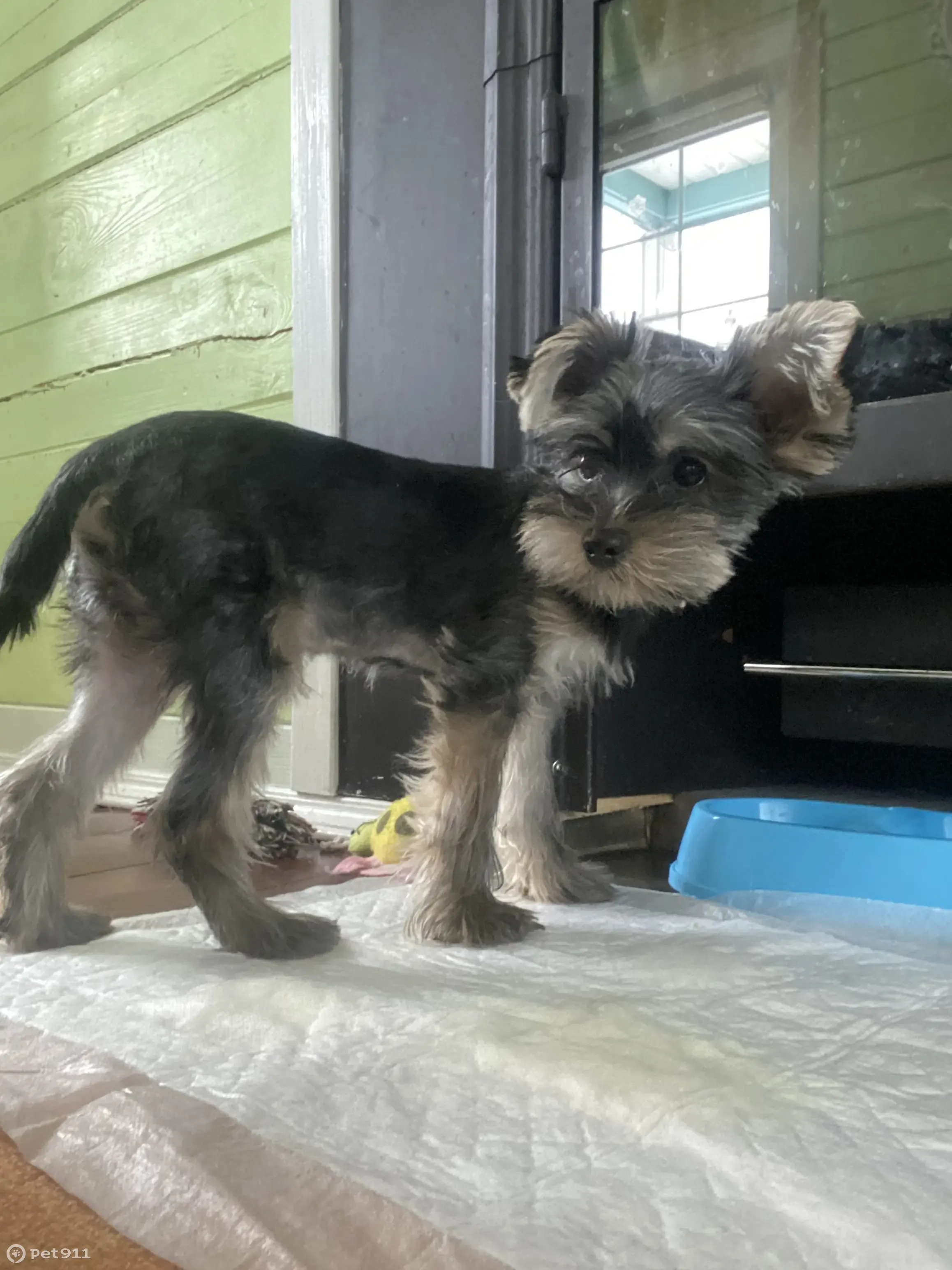 Пропала собака Мальчик йоркширского терьера, ул. Коллективизации, Рыбинск - photo