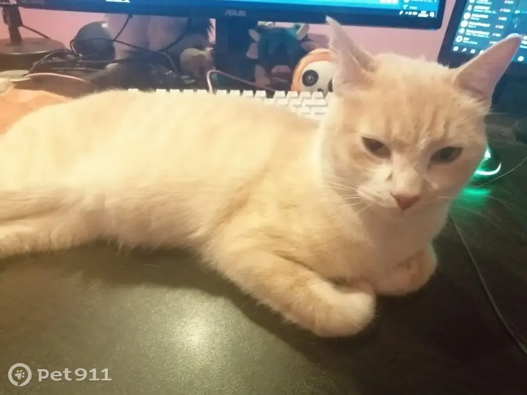 Пропал светло рыжий кот, Средний проспект В.О., 28/29, СПб - photo