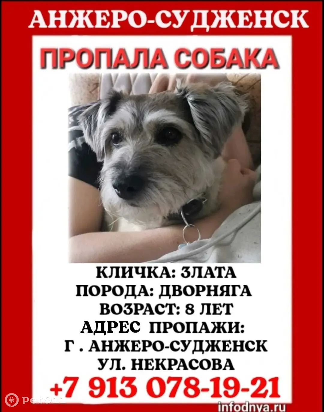 Пропала собака, ул. Пушкина, Анжеро-Судженск | Pet911.ru