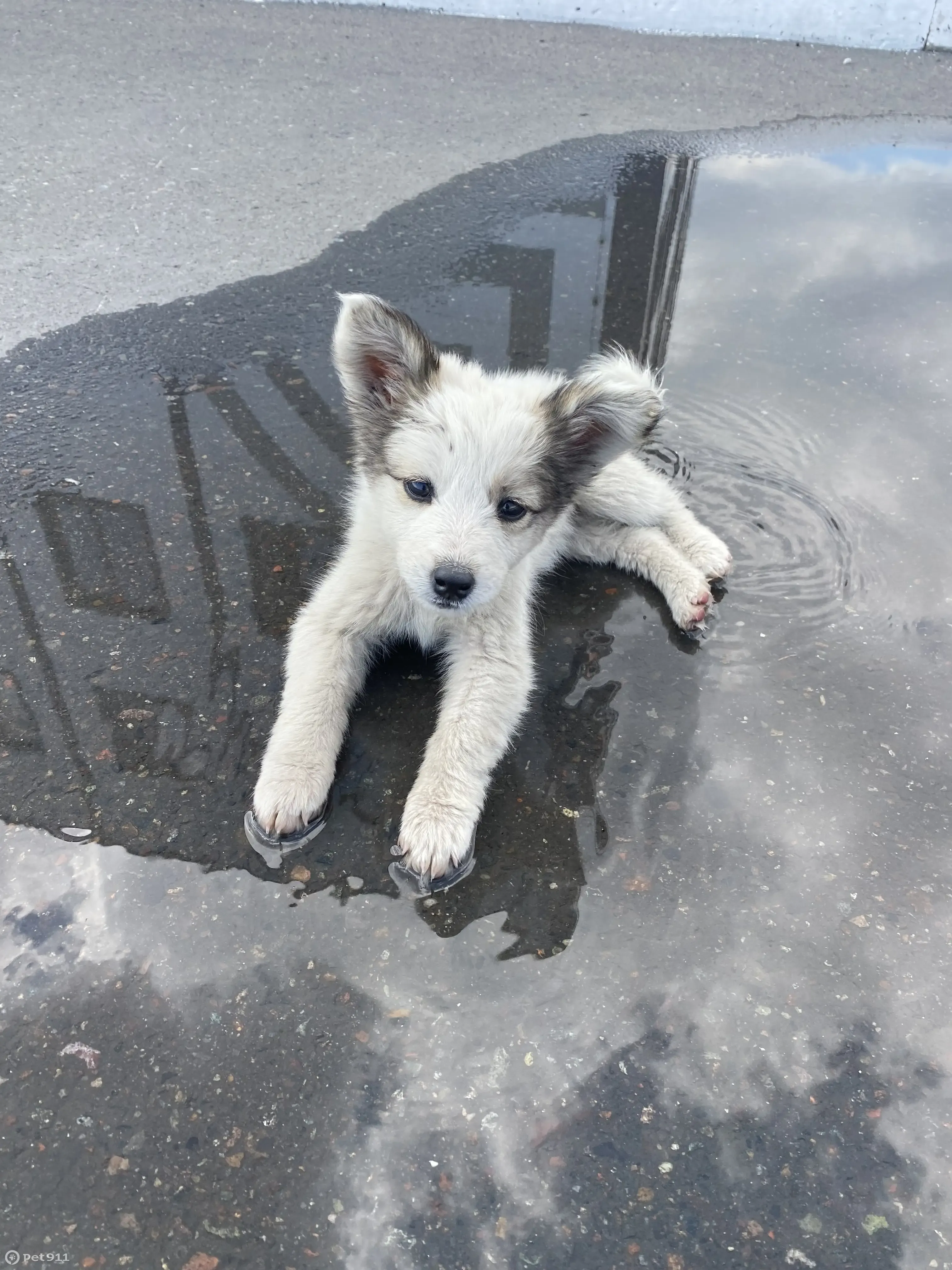 Найден щенок-девочка на Иркутской улице, Кызыл | Pet911.ru