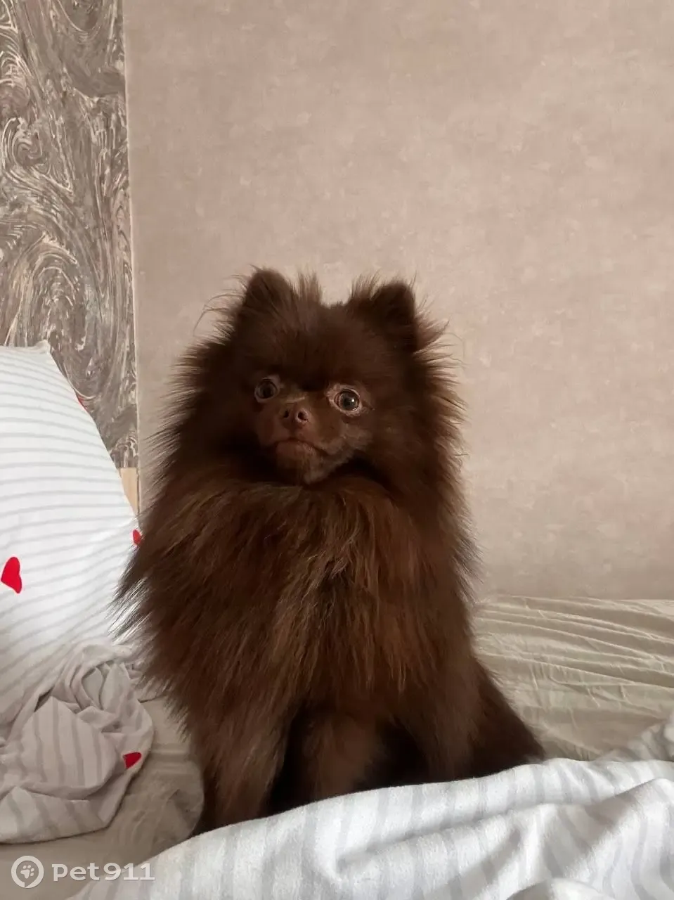 Пропала собака на 1-й Новозаводской, Тверь - photo